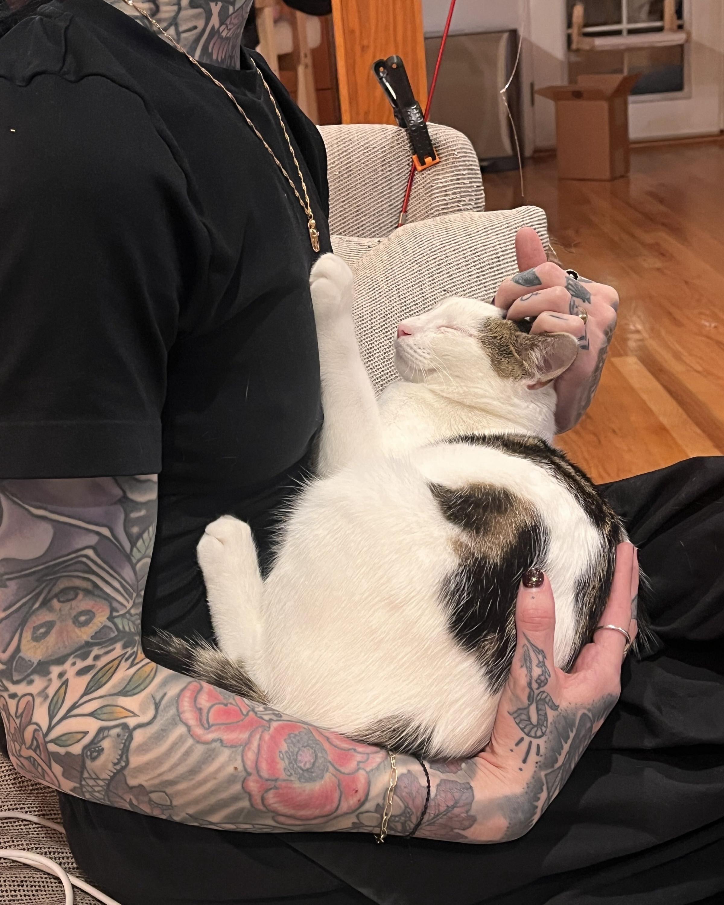 Enlarge Boba and Mochi, a Adoptable Domestic Short Hair in Seattle, WA image 2/6