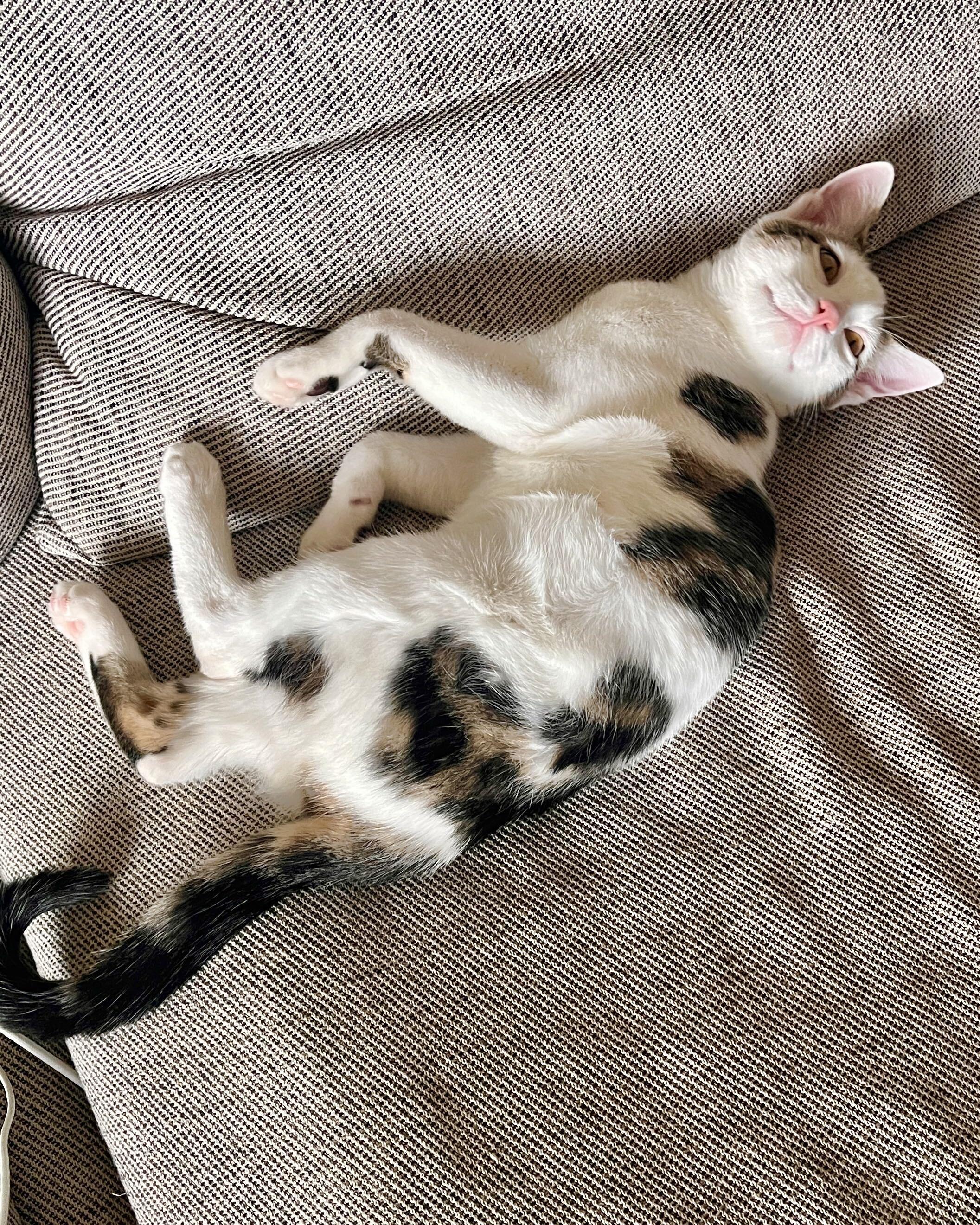 Enlarge Boba and Mochi, a Adoptable Domestic Short Hair in Seattle, WA image 4/6