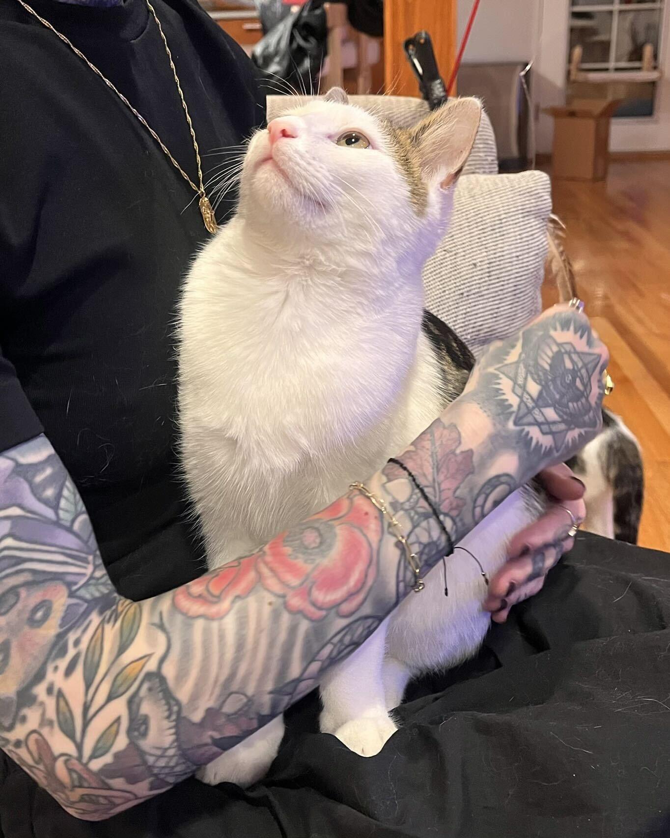 Enlarge Boba and Mochi, a Adoptable Domestic Short Hair in Seattle, WA image 3/6