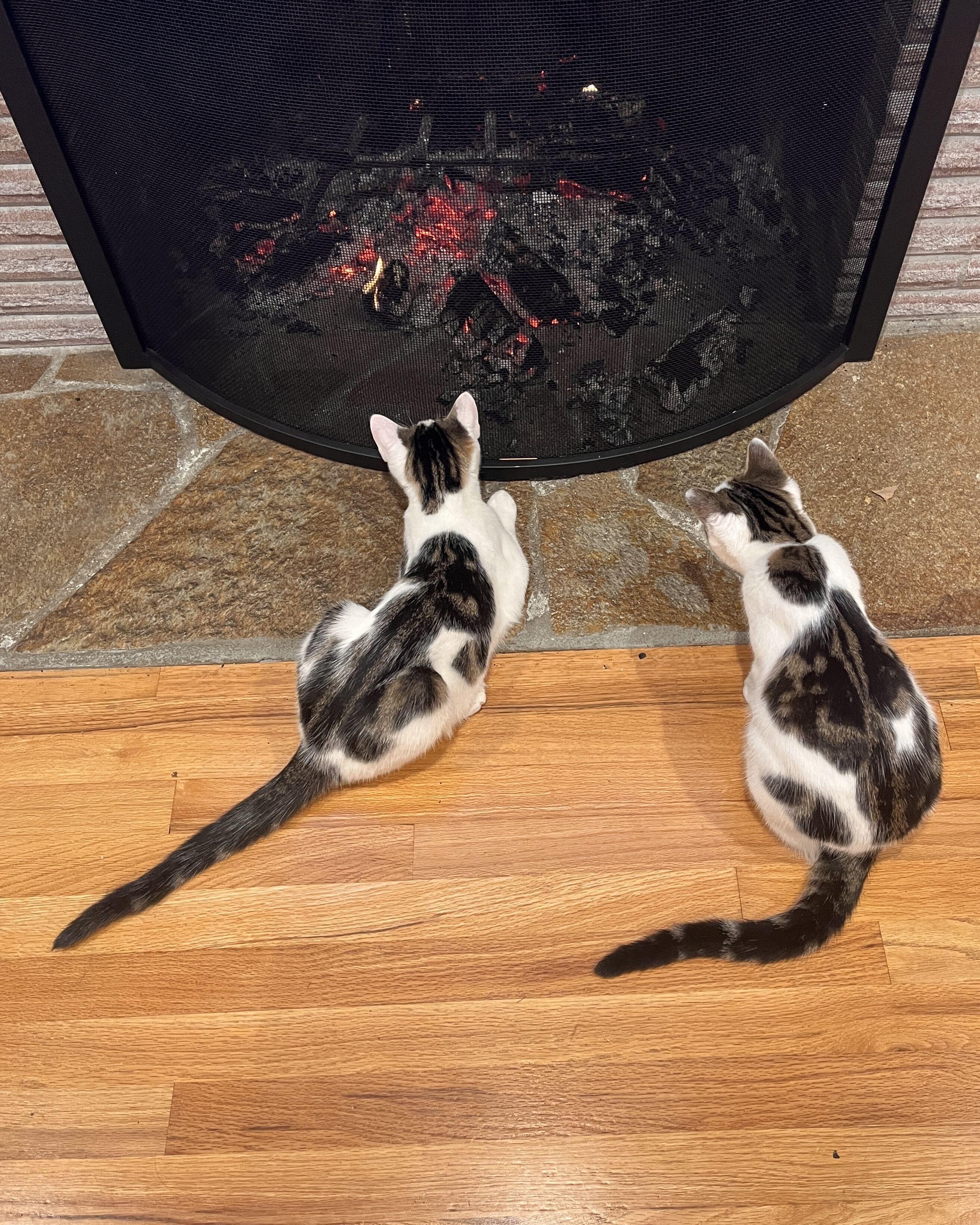 Enlarge Boba and Mochi, a Adoptable Domestic Short Hair in Seattle, WA image 5/6