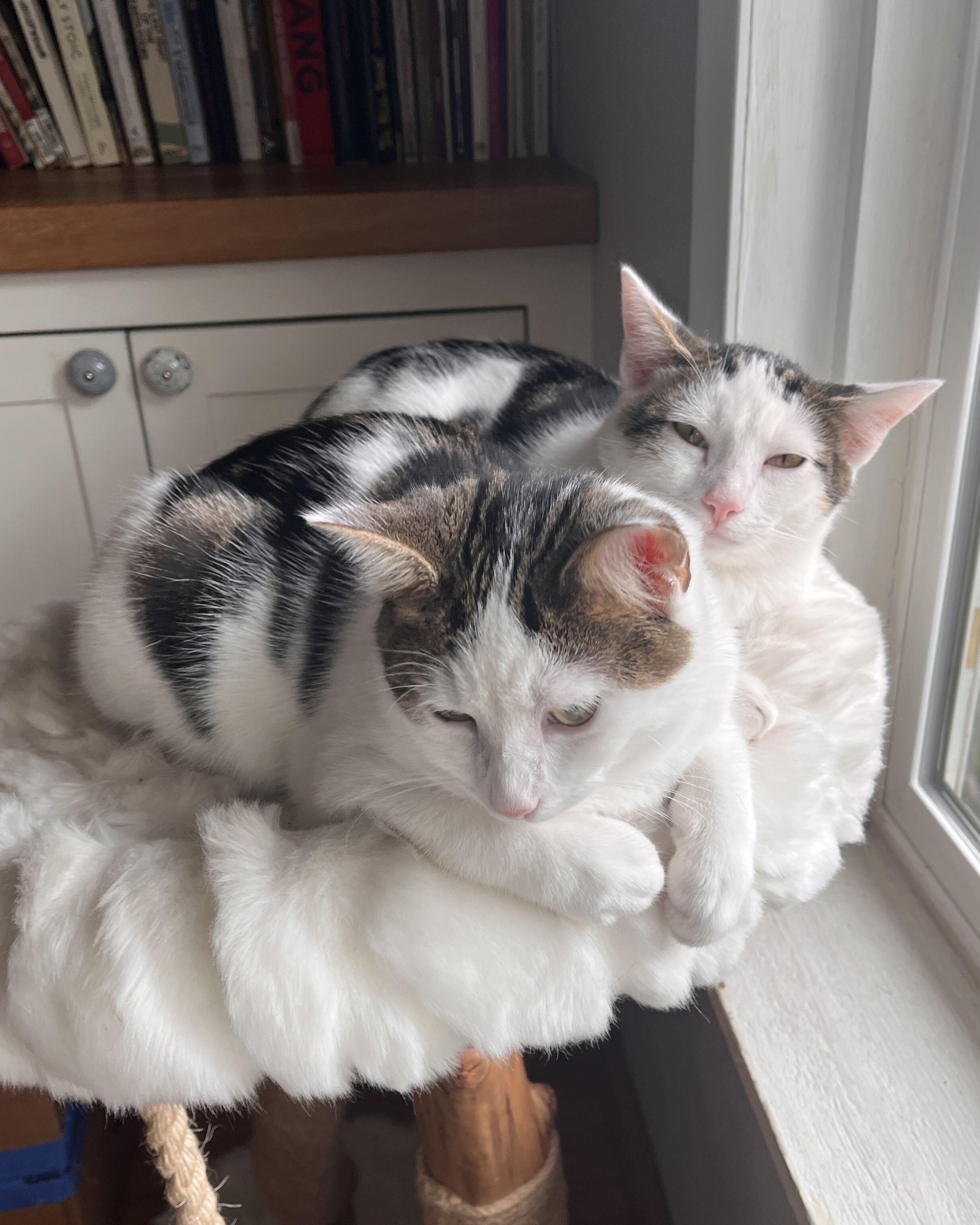 Boba and Mochi, Adoptable, Kitten Male Domestic Short Hair.