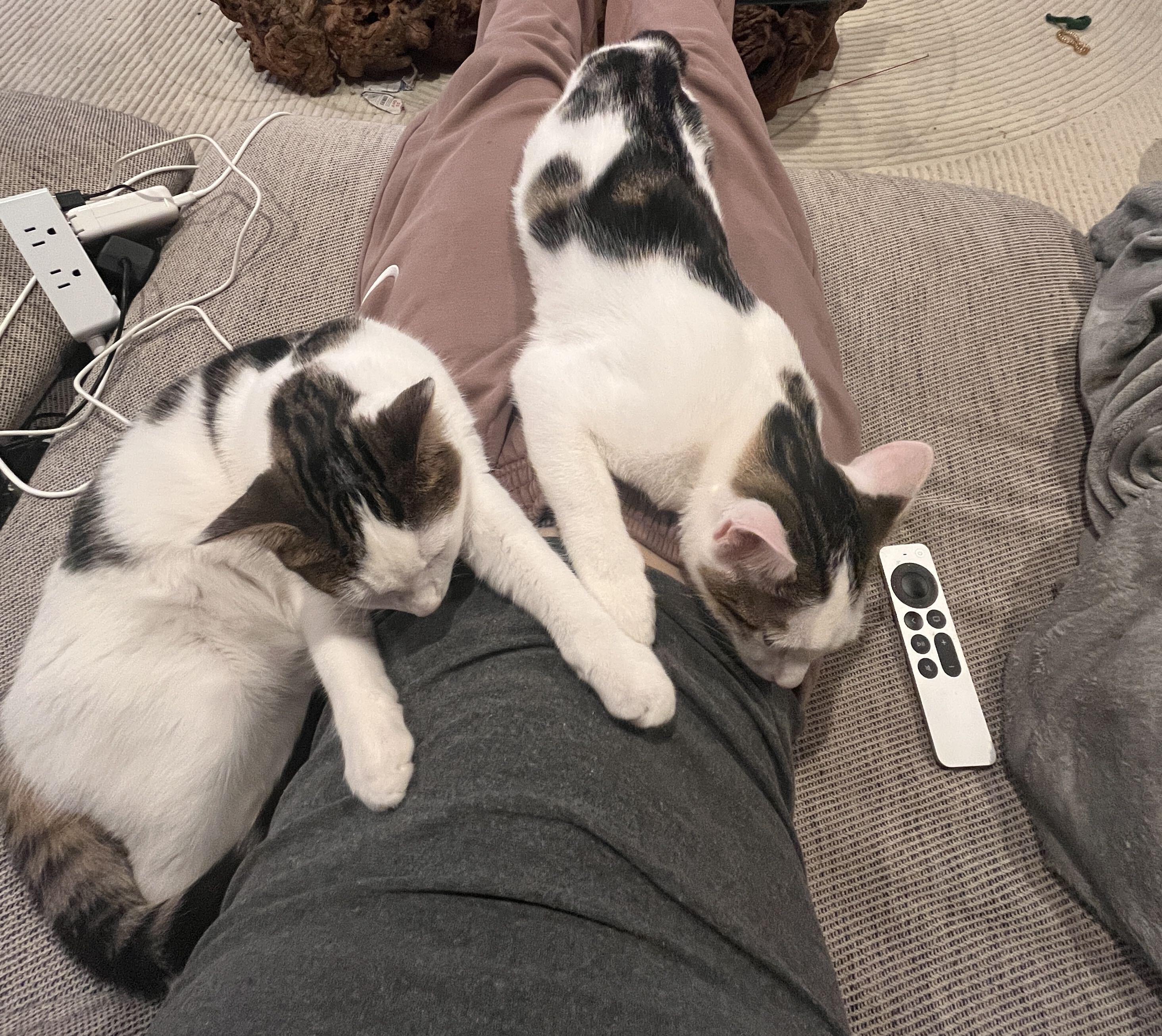 Enlarge Boba and Mochi, a Adoptable Domestic Short Hair in Seattle, WA image 6/6
