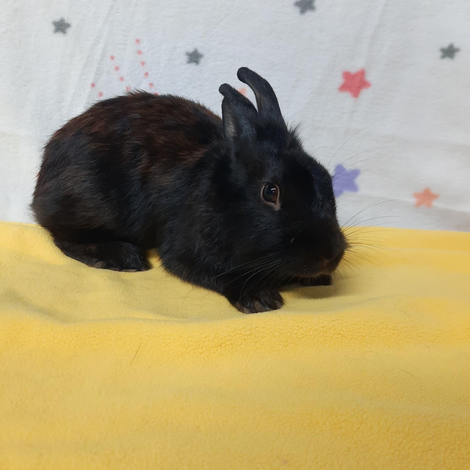 Enlarge Sparkle, a Adoptable Bunny Rabbit in Montclair, CA image 3/3