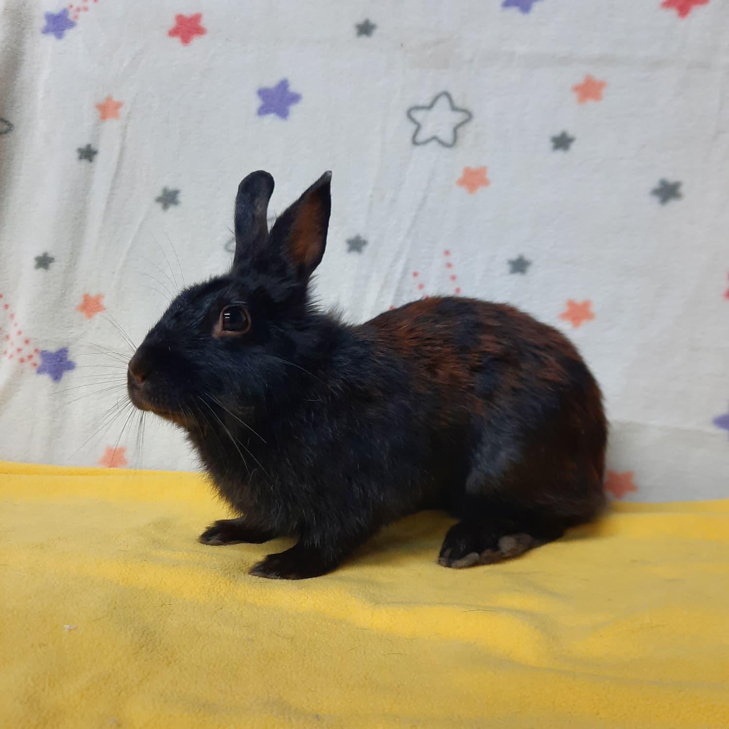 Sparkle, Adoptable, Adult Female Bunny Rabbit.