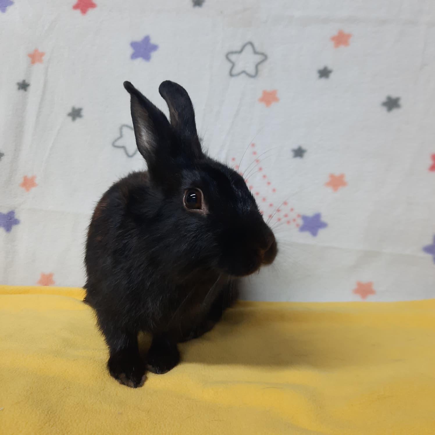 Enlarge Sparkle, a Adoptable Bunny Rabbit in Montclair, CA image 2/3