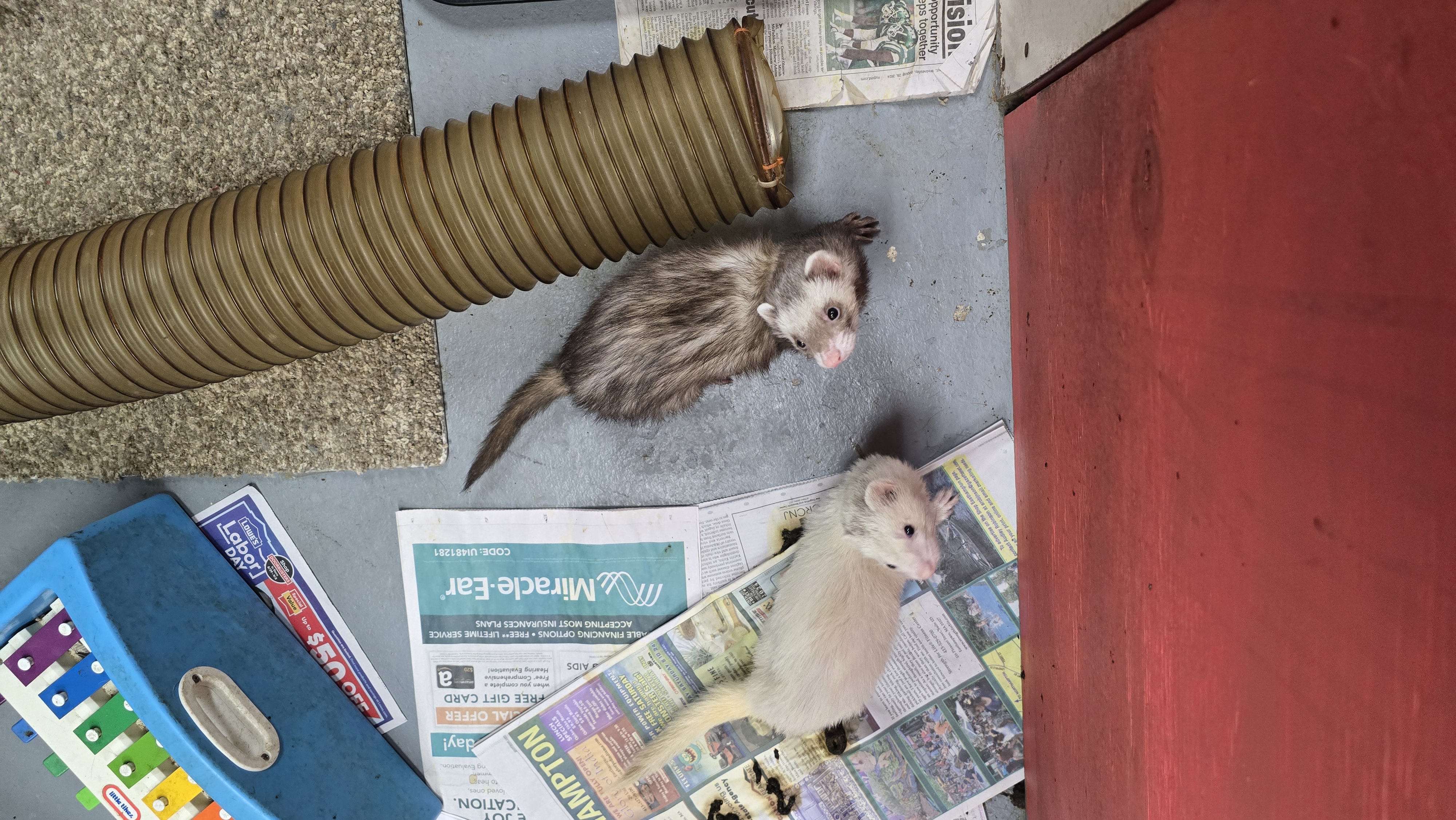 Andy and Frodo, a Adoptable Ferret in Randolph, NJ image 1/2