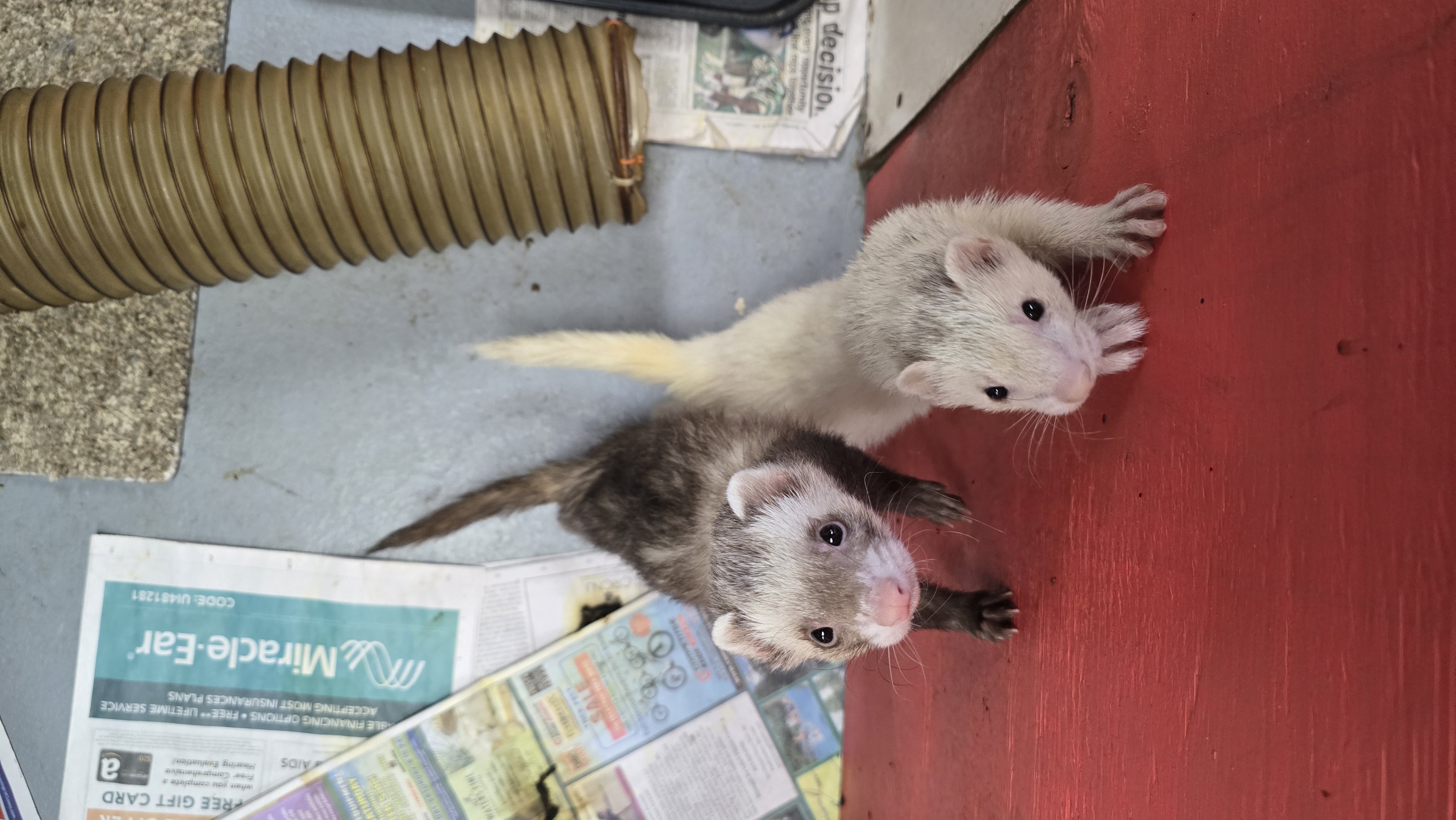Andy and Frodo, a Adoptable Ferret in Randolph, NJ image 2/2