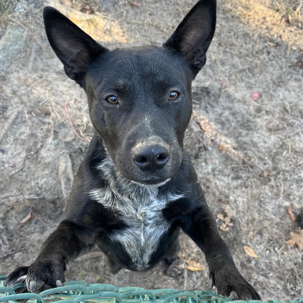 BEAR, Adoptable, Young Male Black Labrador Retriever & Mixed Breed.