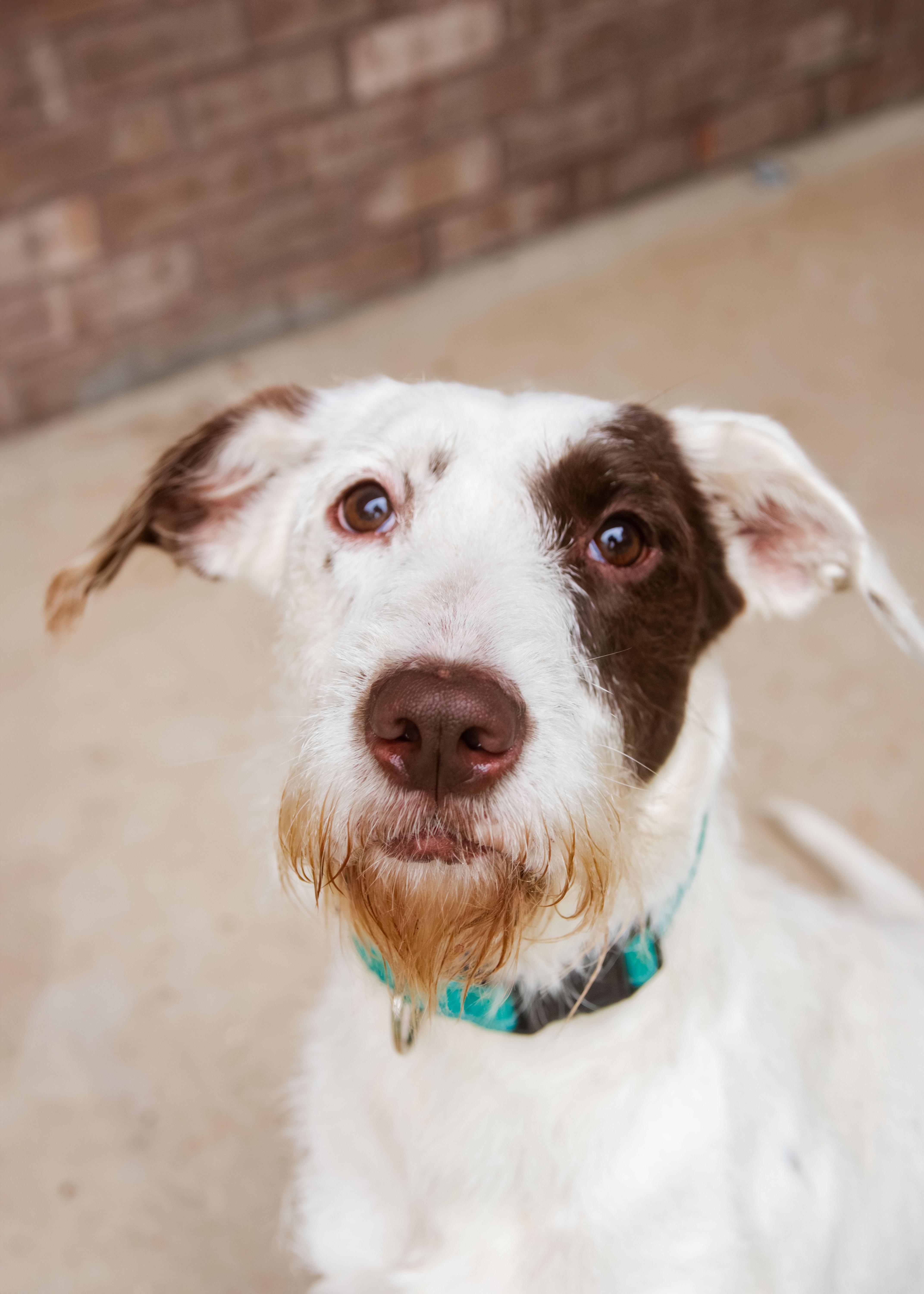 Cosette, ADOPTABLE, Young Female Wirehaired Terrier.
