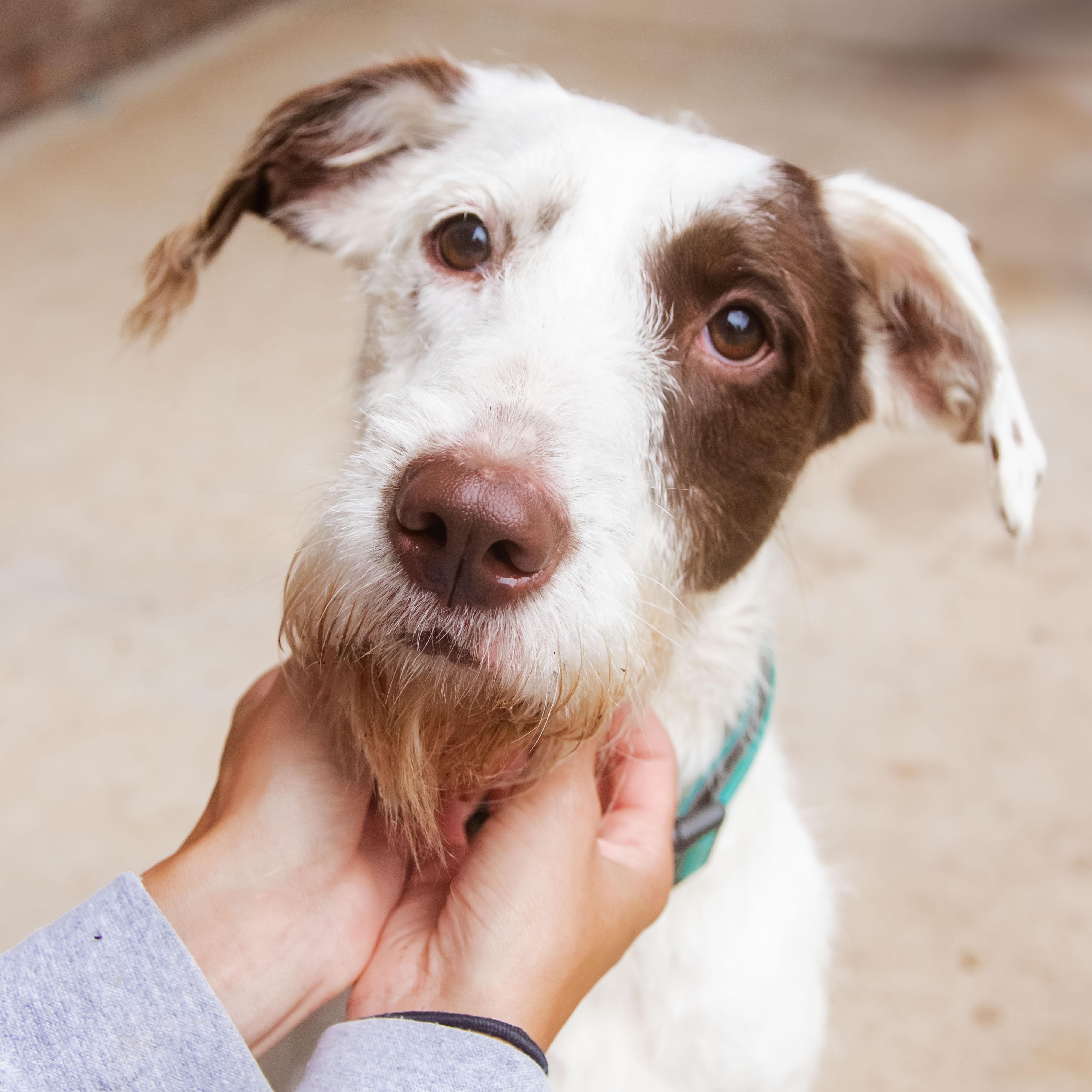 Cosette, a ADOPTABLE mixed breed in Loudon, TN image 2/3