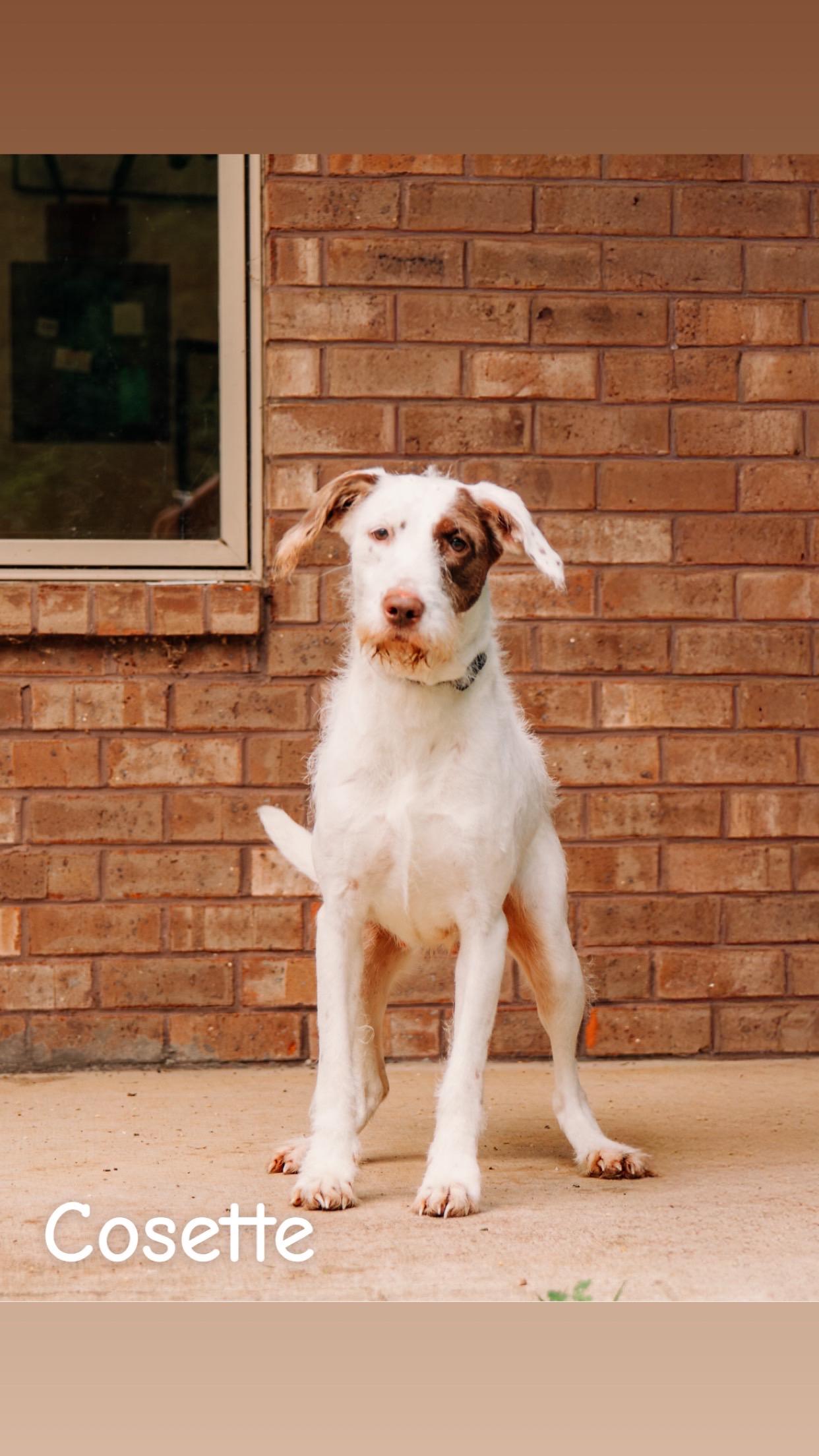 Cosette, a ADOPTABLE mixed breed in Loudon, TN image 3/3