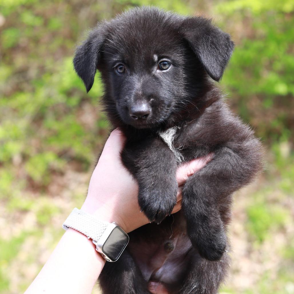 CT Arches avail May 16 (Tractor Supply- Putnam, CT), Adoptable, Puppy Male Shepherd & Mixed Breed.