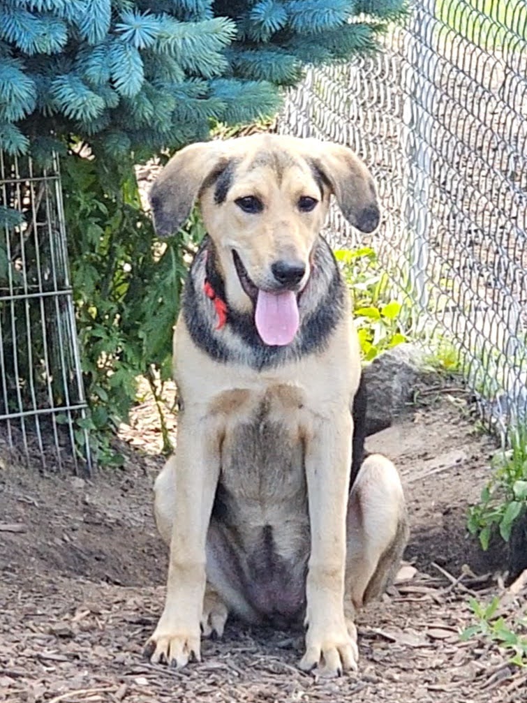 Dog for adoption Chloe, a Shepherd & Beagle Mix in Ringwood, NJ