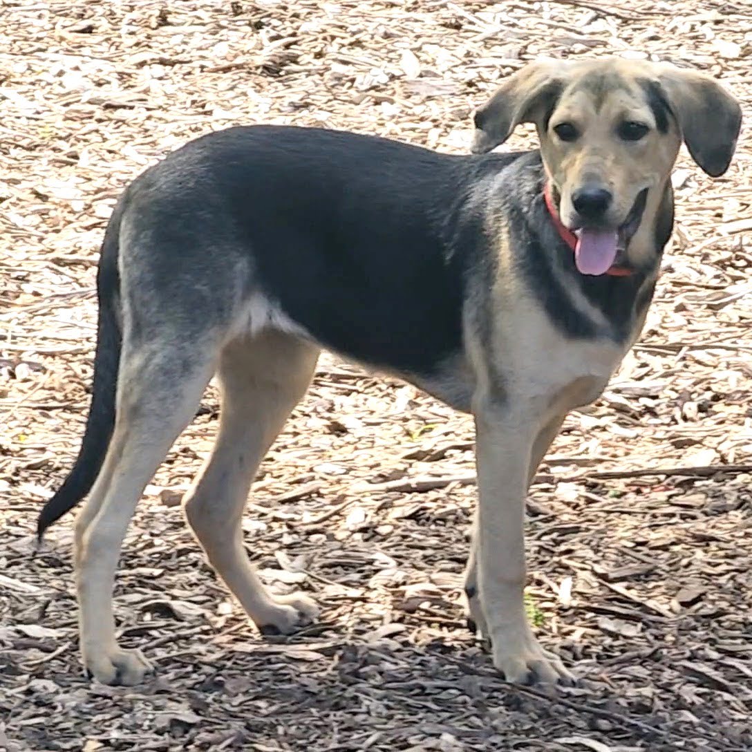 Dog for adoption Chloe, a Shepherd & Beagle Mix in Ringwood, NJ