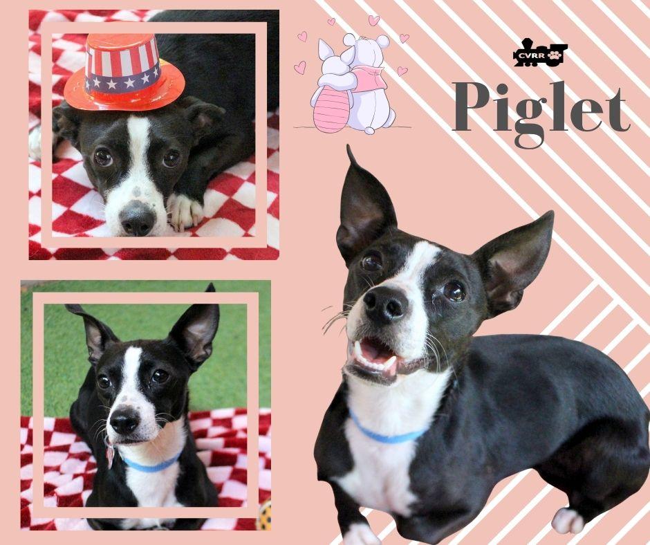 Piglet, Adoptable, Adult Female Basenji & Boston Terrier.