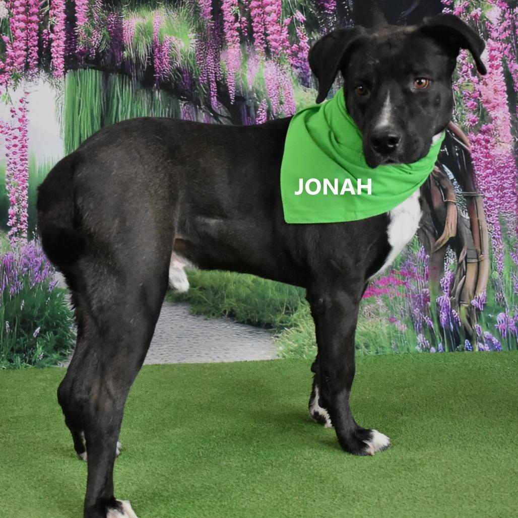 Enlarge Jonah, a Adoptable mixed breed in Yuma, AZ image 1/4