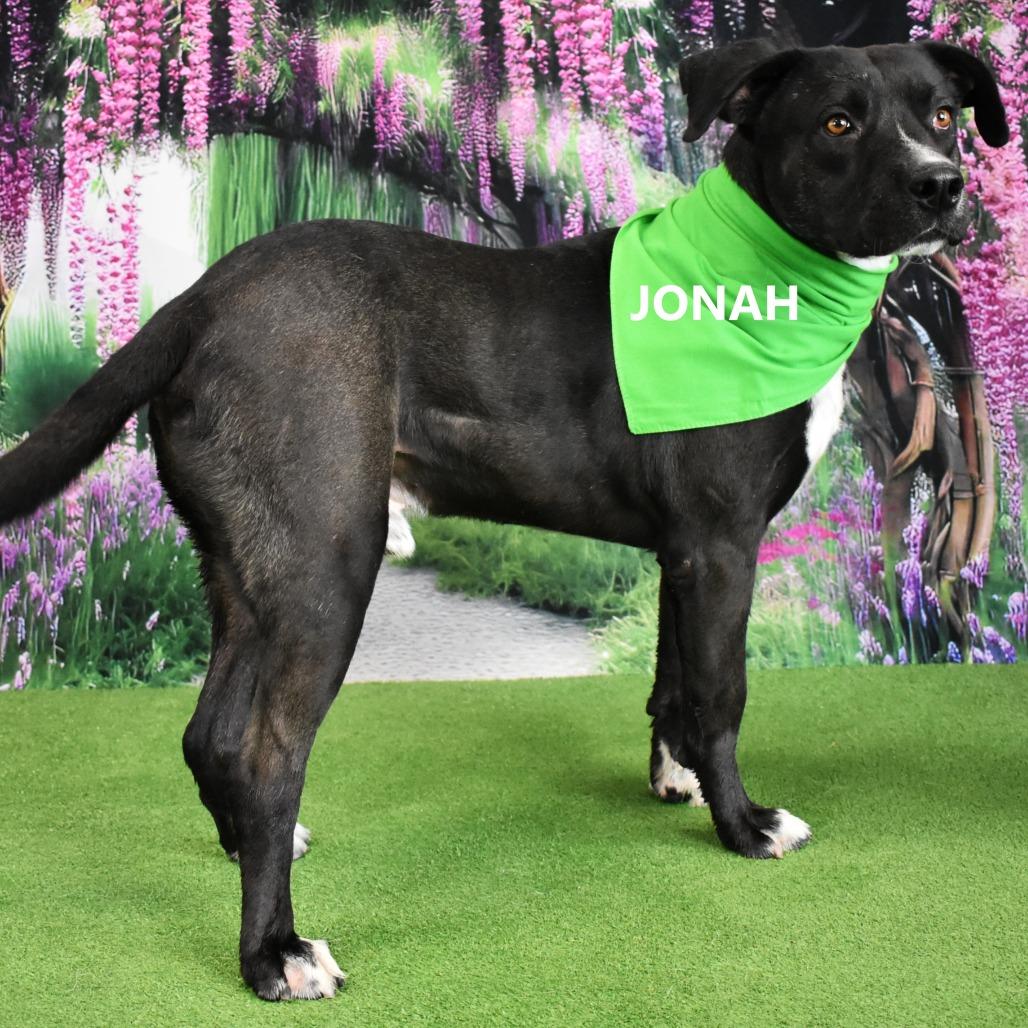 Enlarge Jonah, a Adoptable mixed breed in Yuma, AZ image 2/4