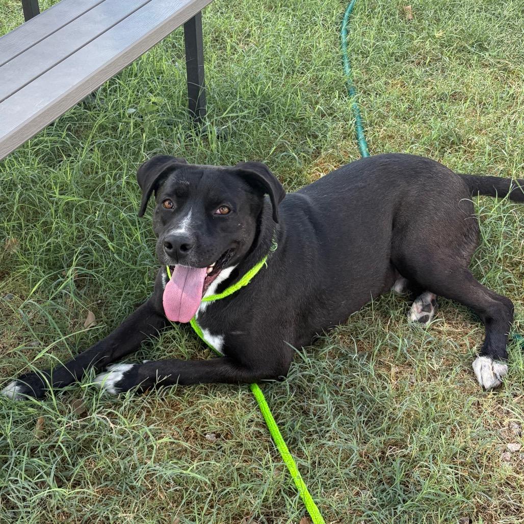Enlarge Jonah, a Adoptable mixed breed in Yuma, AZ image 3/6