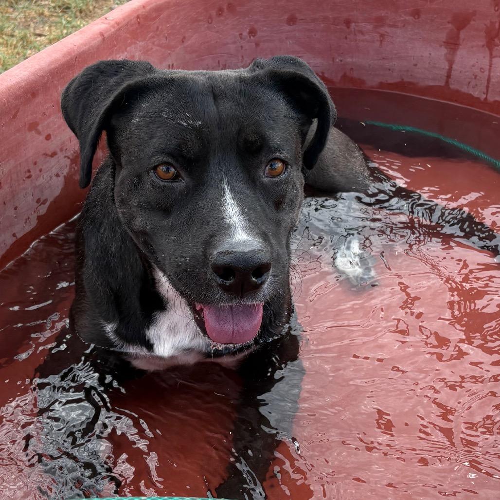 Jonah, a Adoptable mixed breed in Yuma, AZ image 4/5
