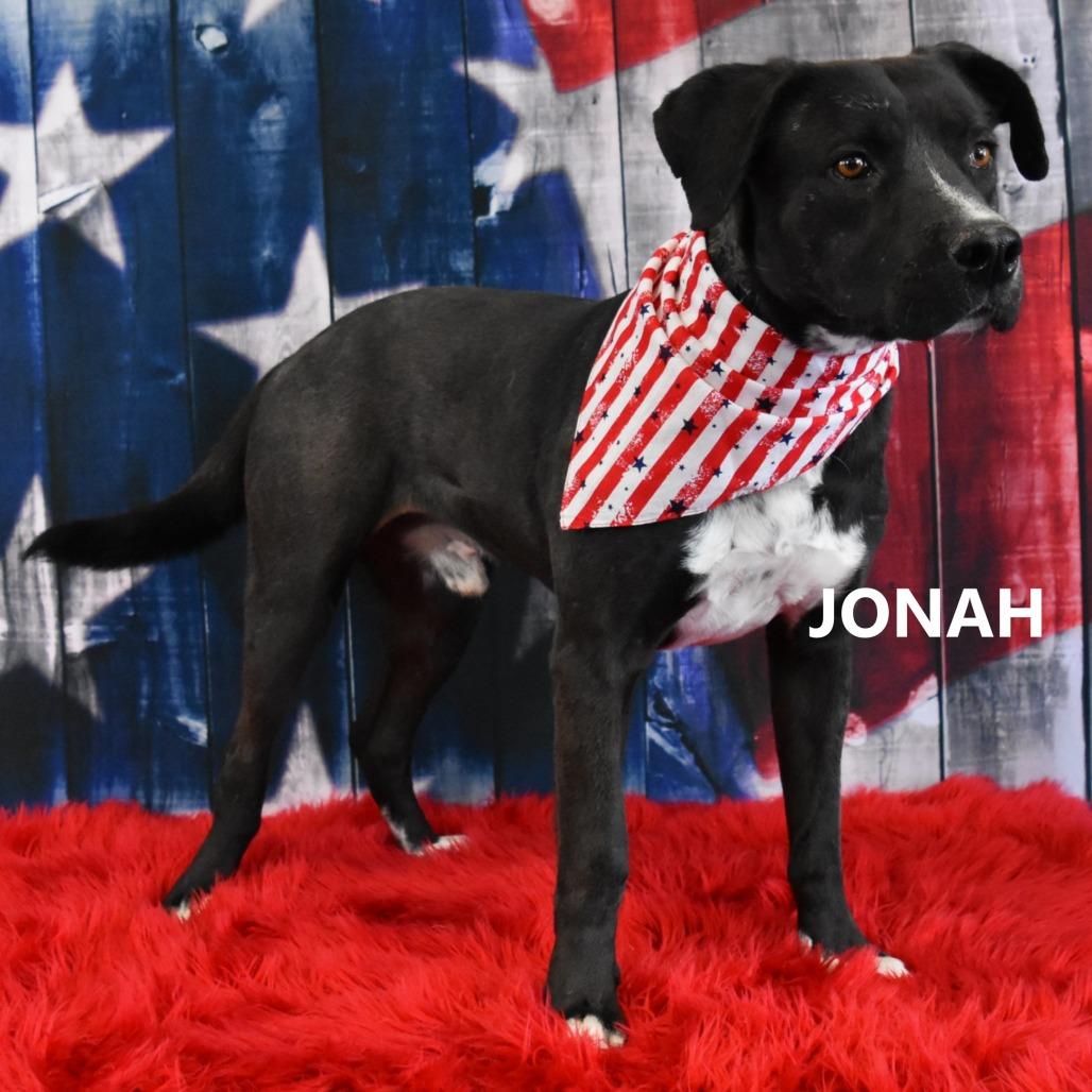 Jonah, a Adoptable mixed breed in Yuma, AZ image 2/2