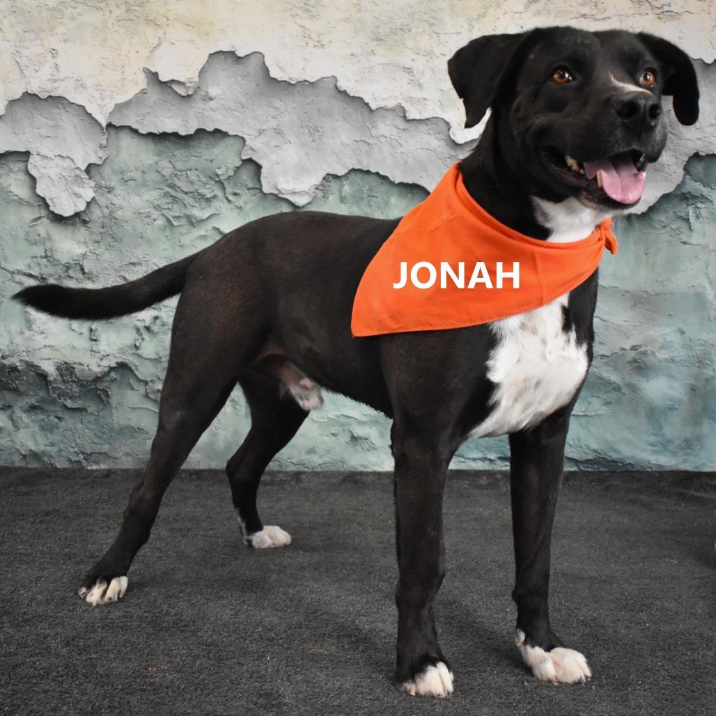 Enlarge Jonah, a Adoptable mixed breed in Yuma, AZ image 6/6