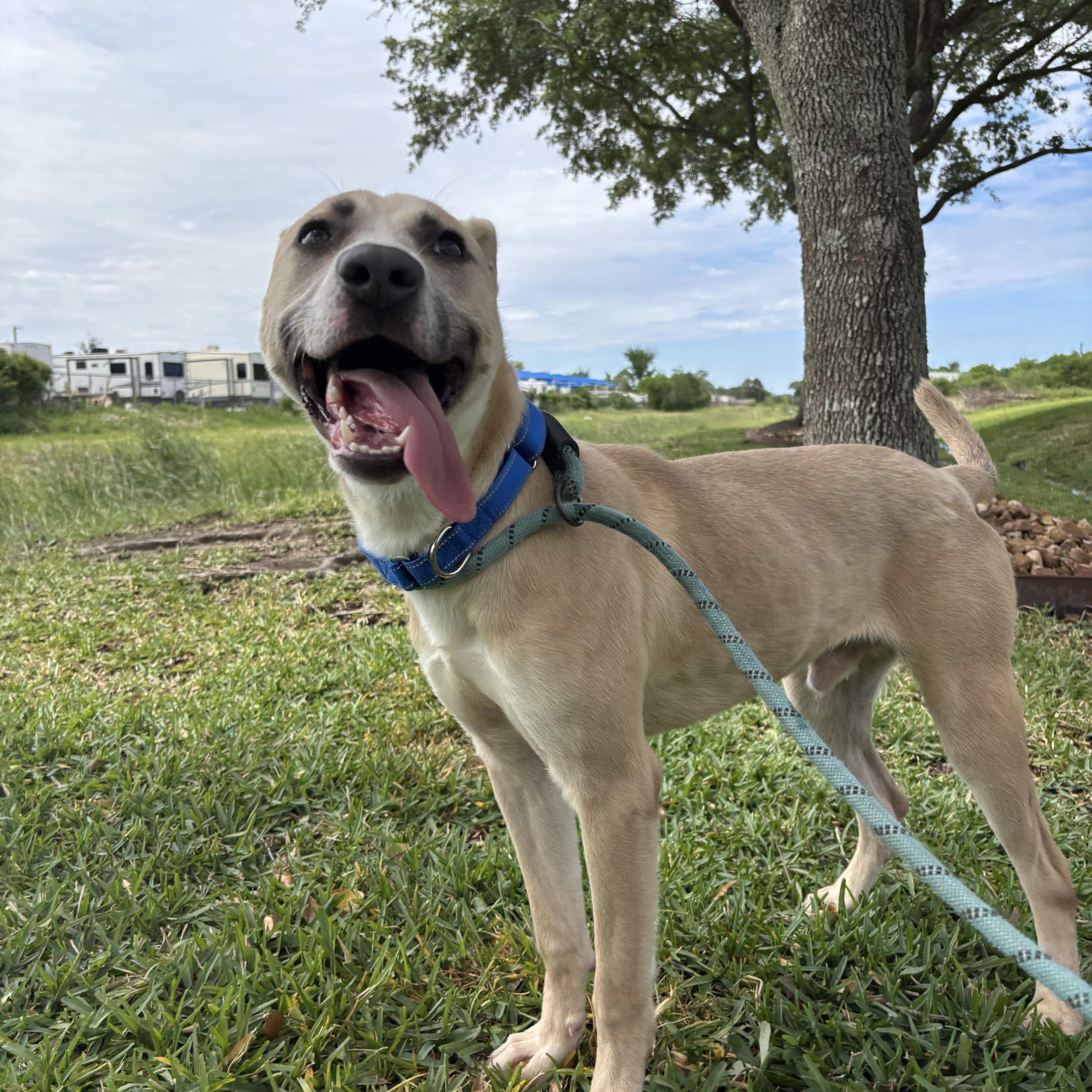 Sage, Adoptable, Young Male German Shepherd Dog.