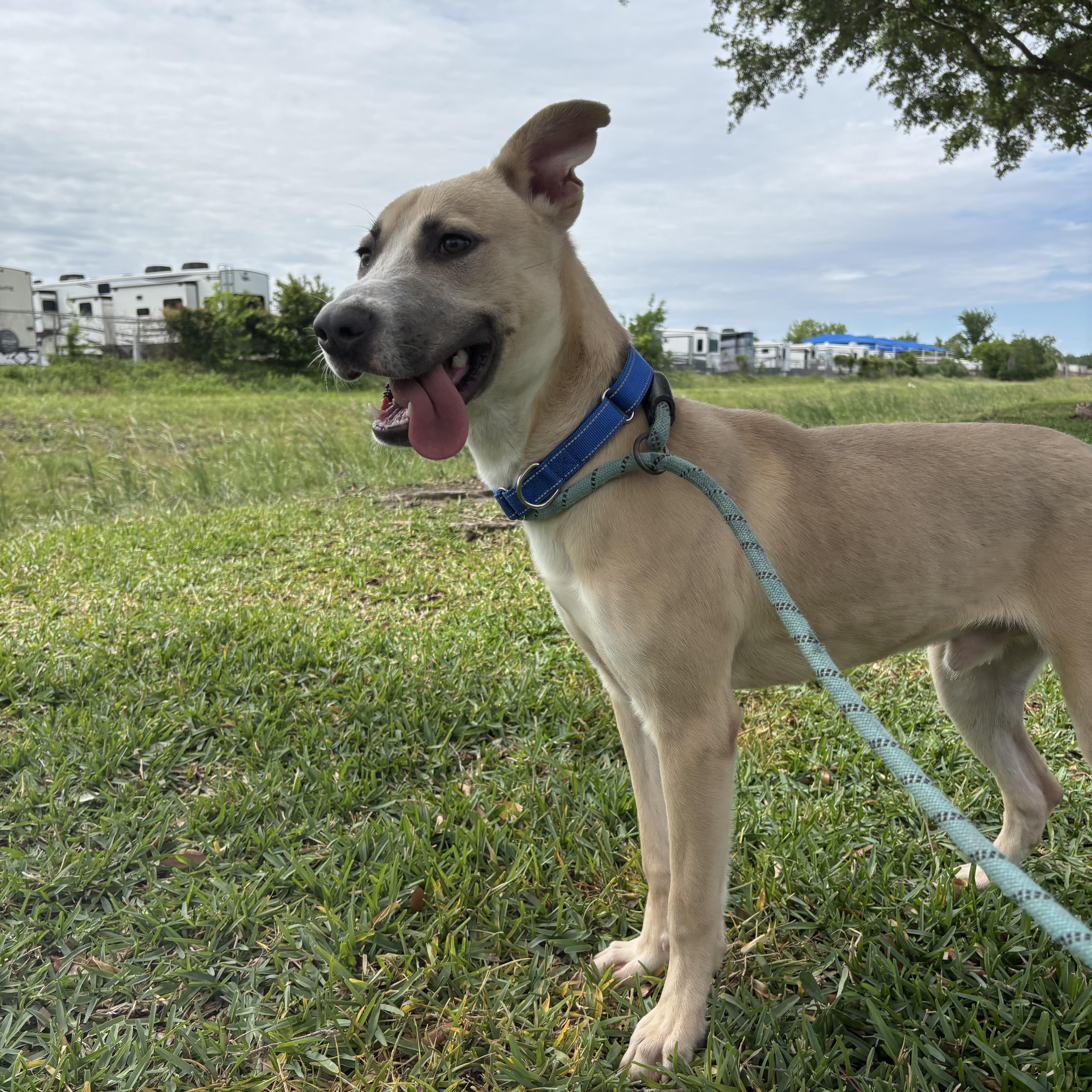Enlarge Sage, a Adoptable mixed breed in Albany, NY image 2/6