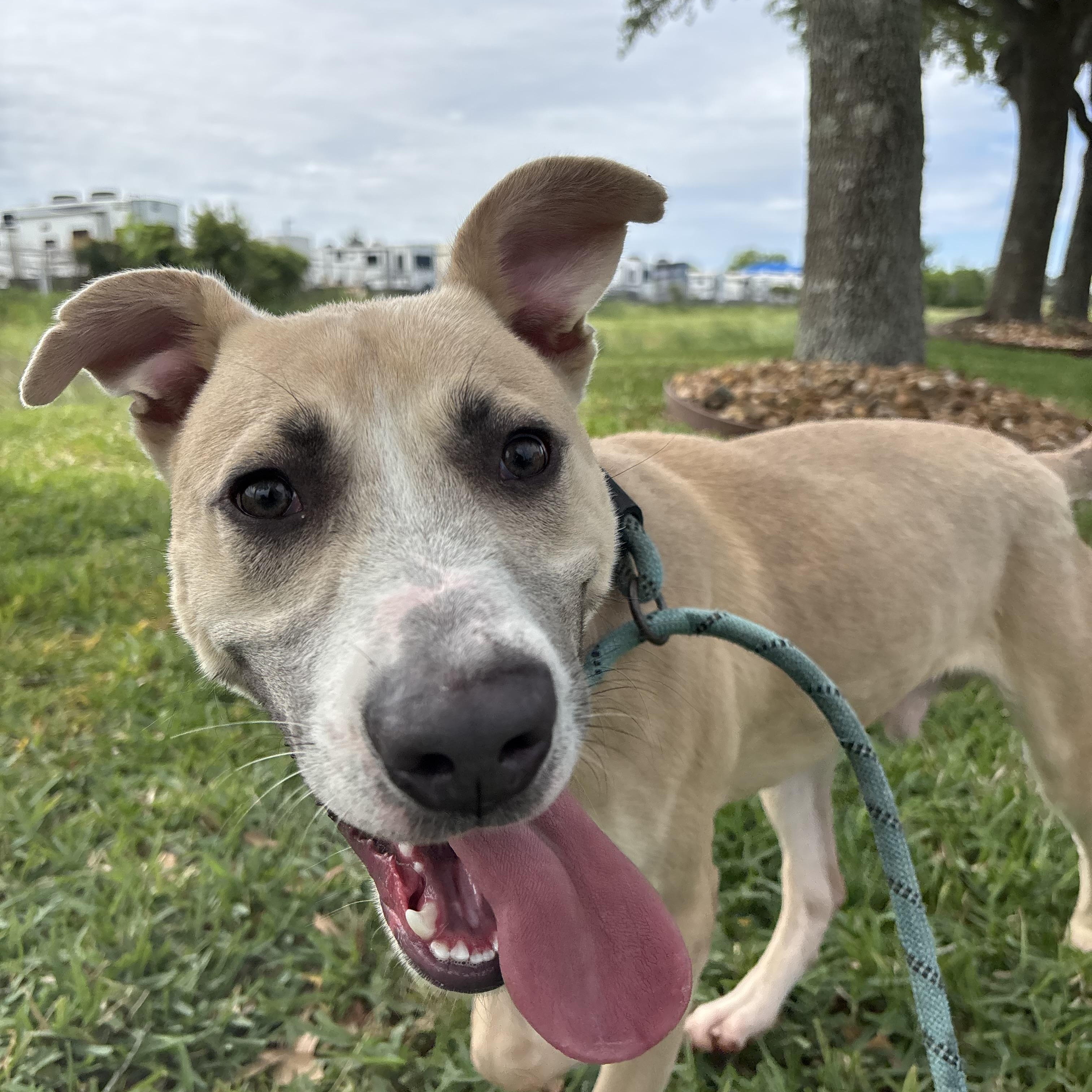 Enlarge Sage, a Adoptable mixed breed in Albany, NY image 3/6