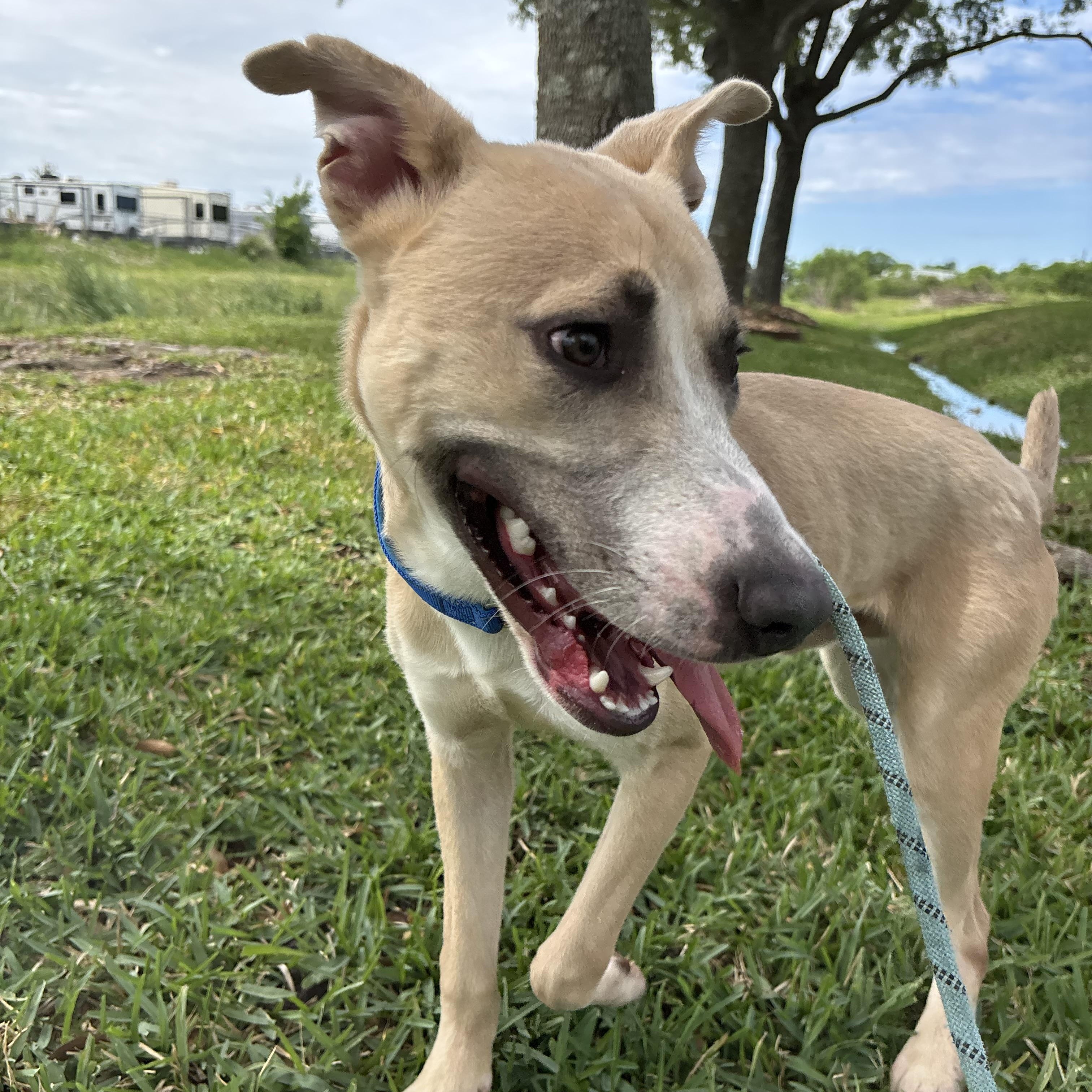 Enlarge Sage, a Adoptable mixed breed in Albany, NY image 6/6