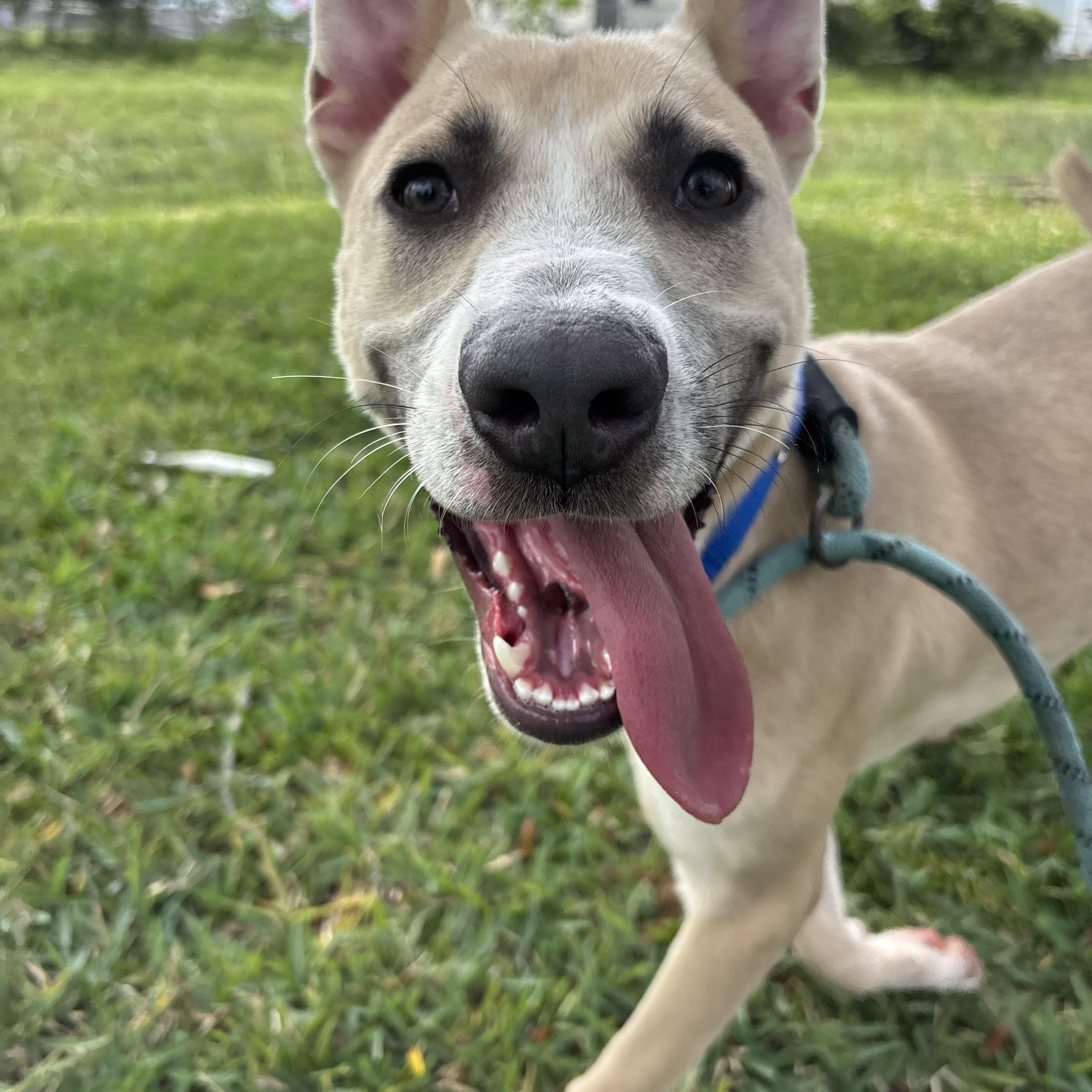 Enlarge Sage, a Adoptable mixed breed in Albany, NY image 5/6