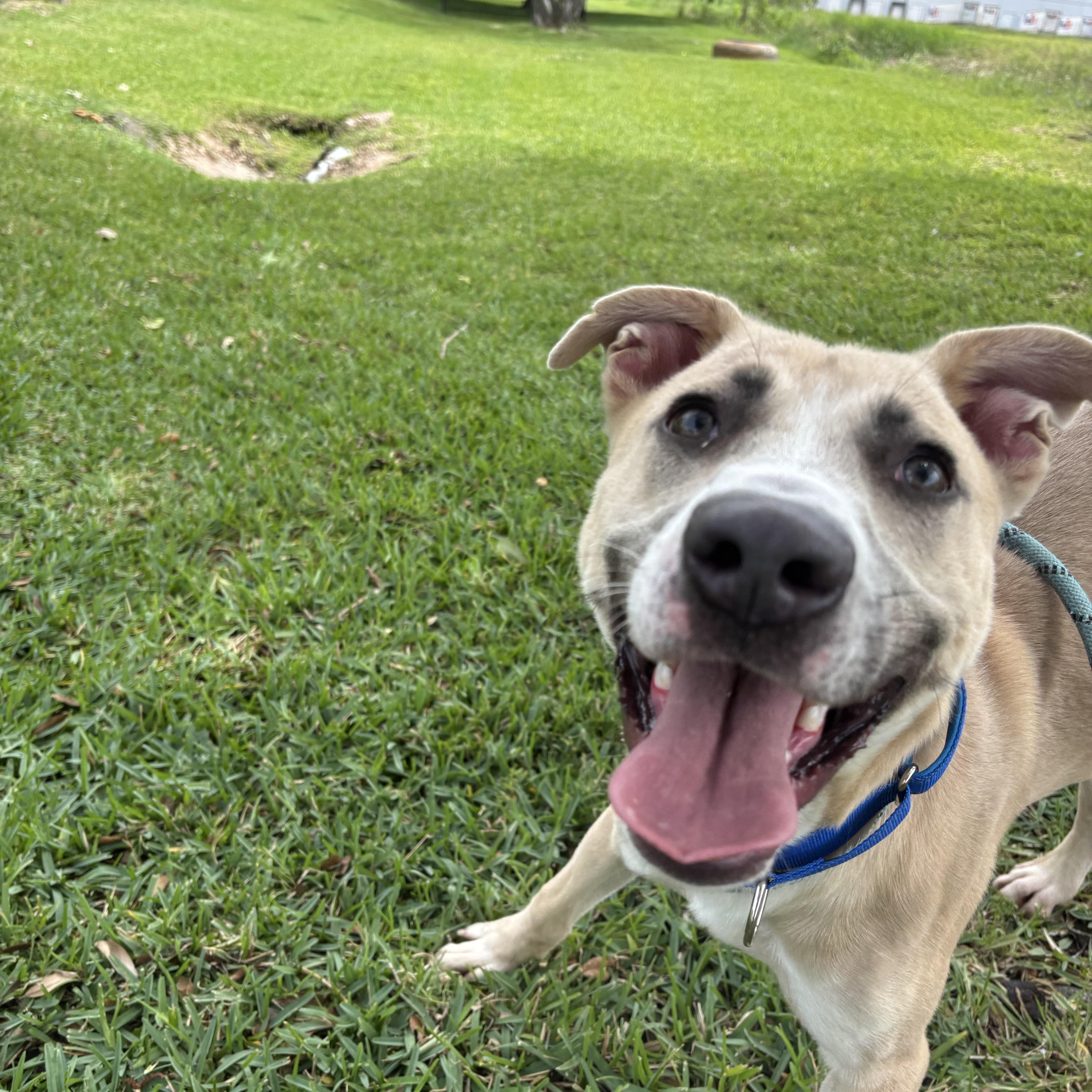 Enlarge Sage, a Adoptable mixed breed in Albany, NY image 4/6