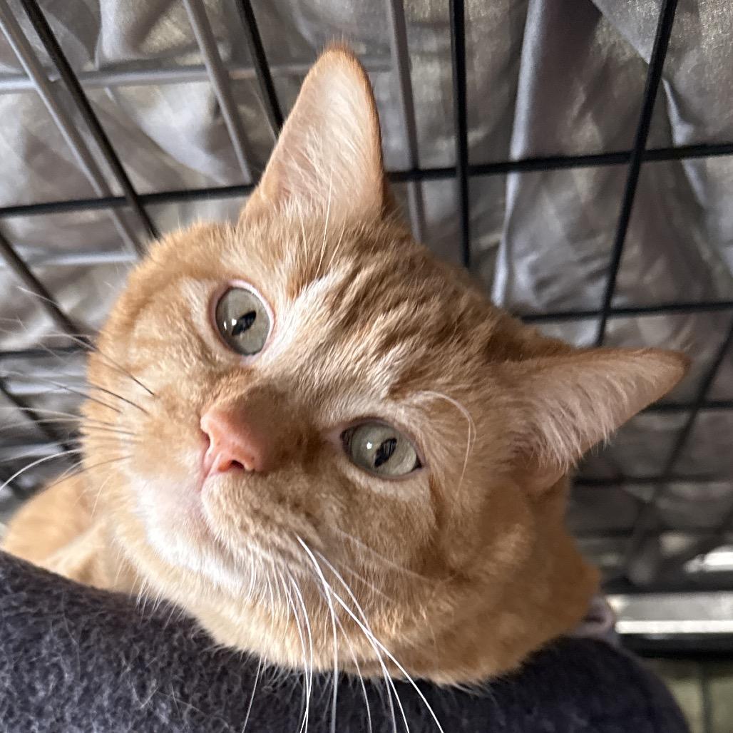 Enlarge Wally, a Adoptable Domestic Short Hair in Bismarck, ND image 1/2