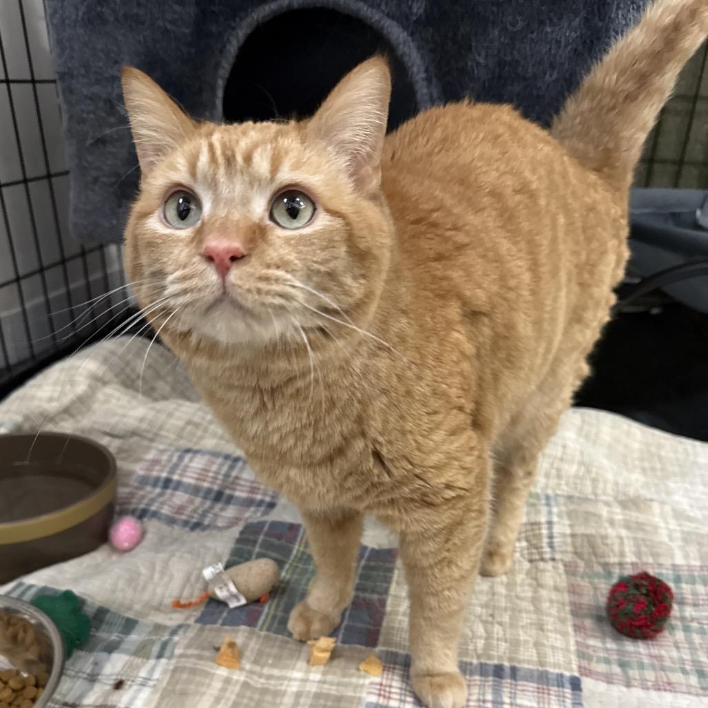 Enlarge Wally, a Adoptable Domestic Short Hair in Bismarck, ND image 2/2