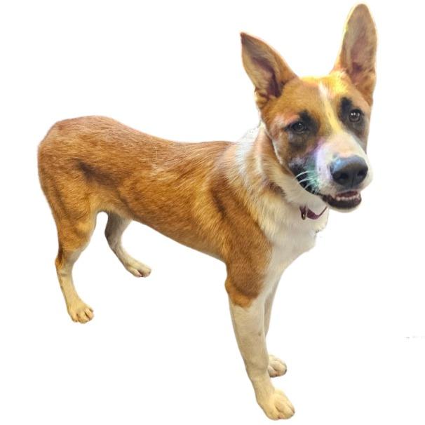 Kevin, Adoptable, Puppy Male Mixed Breed.