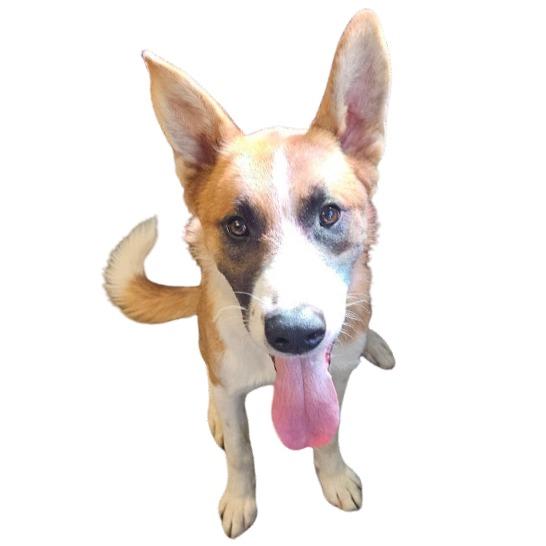 Enlarge Kevin, a Adoptable mixed breed in Barron, WI image 2/2