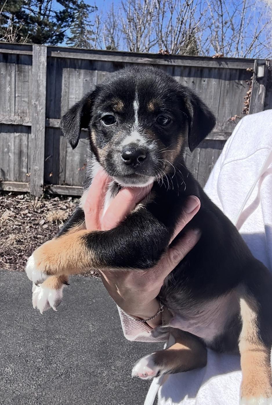 Enlarge Chipotle, a ADOPTABLE mixed breed in Arlington Heights, IL image 2/4