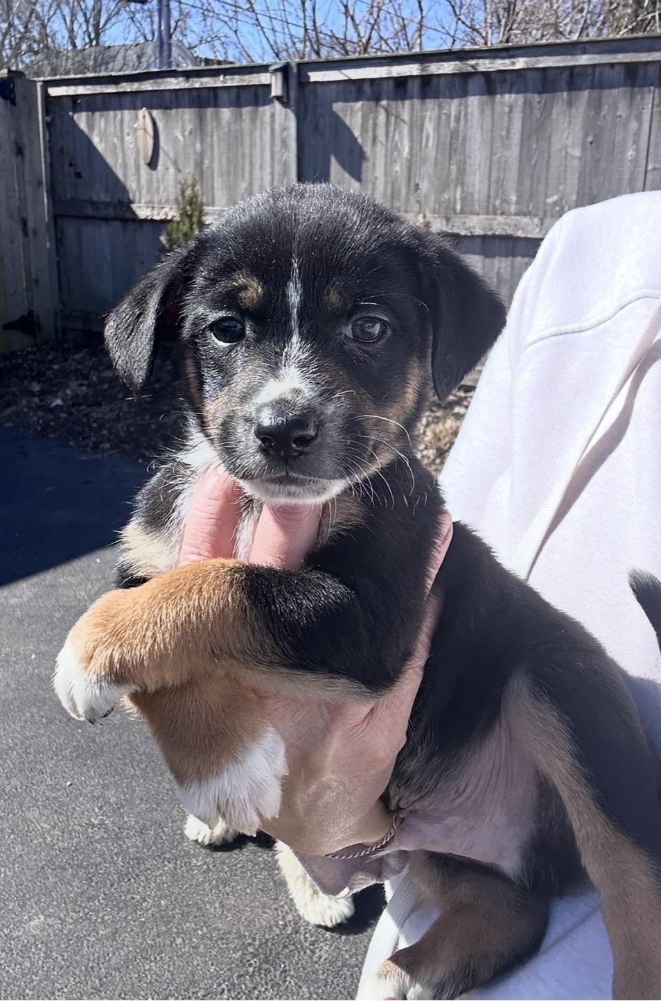 Enlarge Chipotle, a ADOPTABLE mixed breed in Arlington Heights, IL image 1/4