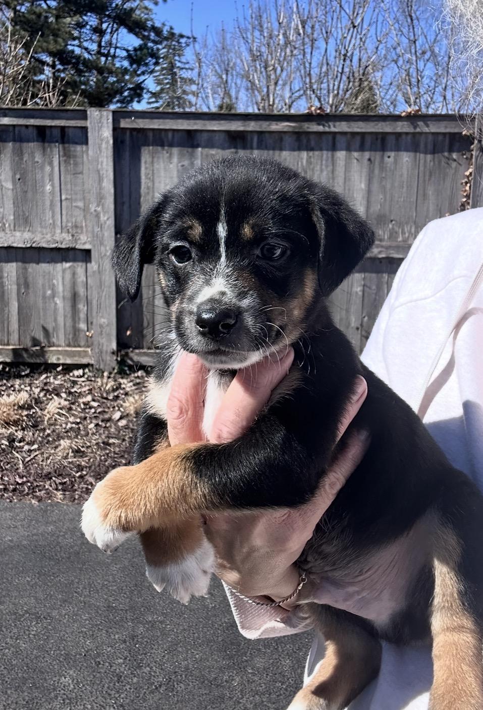 Enlarge Chipotle, a ADOPTABLE mixed breed in Arlington Heights, IL image 4/4