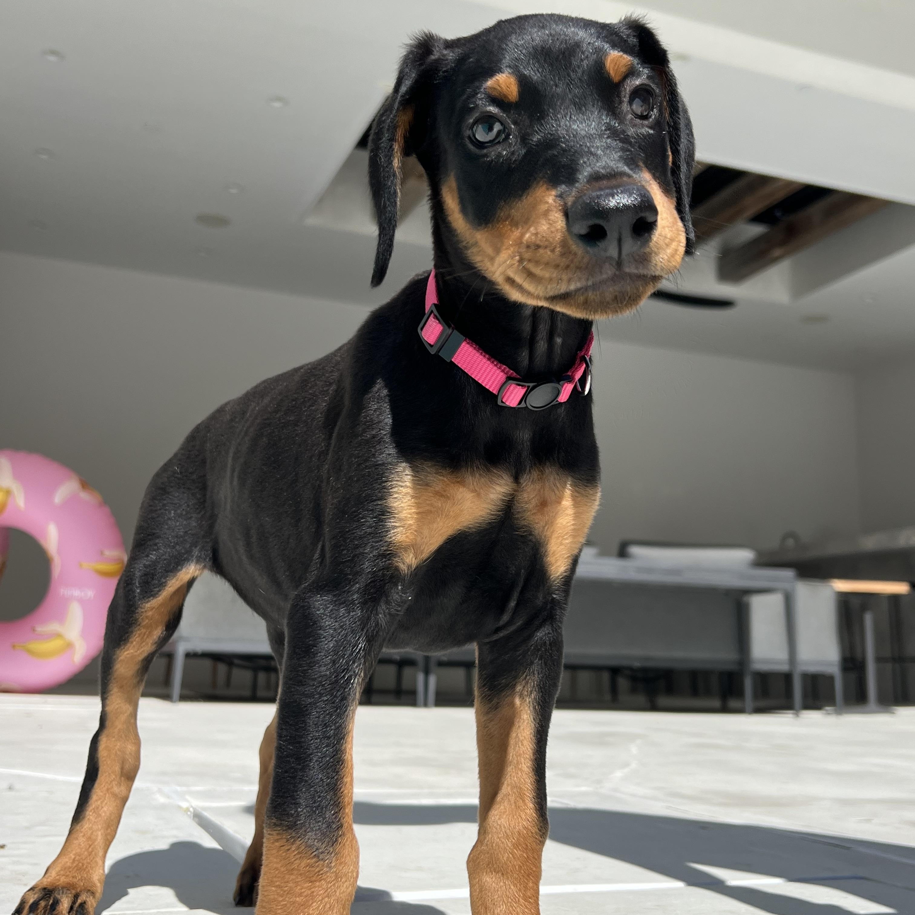 Enlarge Cherry Mary, a Adopted Doberman Pinscher in Los Angeles, CA image 2/4