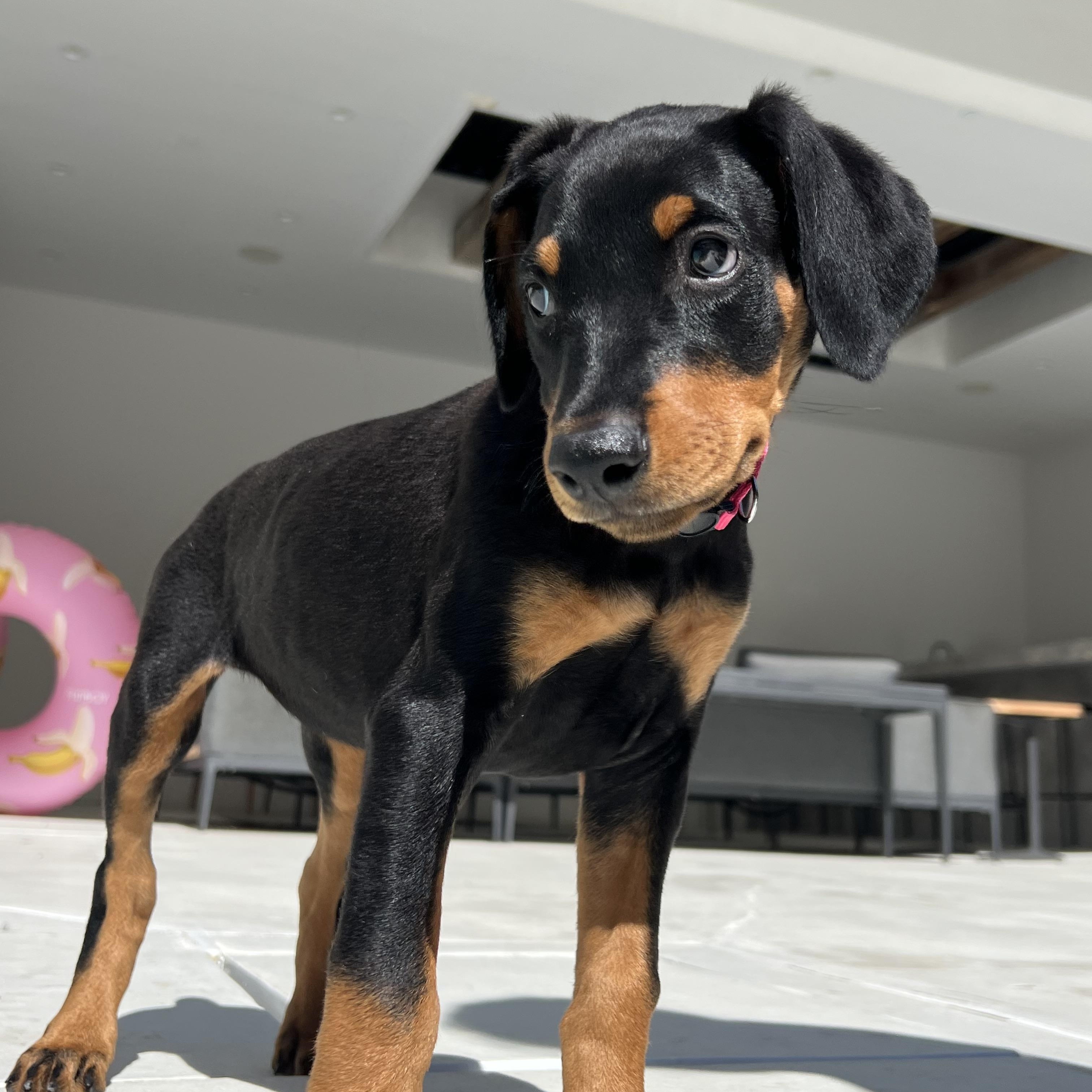 Cherry Mary, Adopted, Puppy Female Doberman Pinscher.