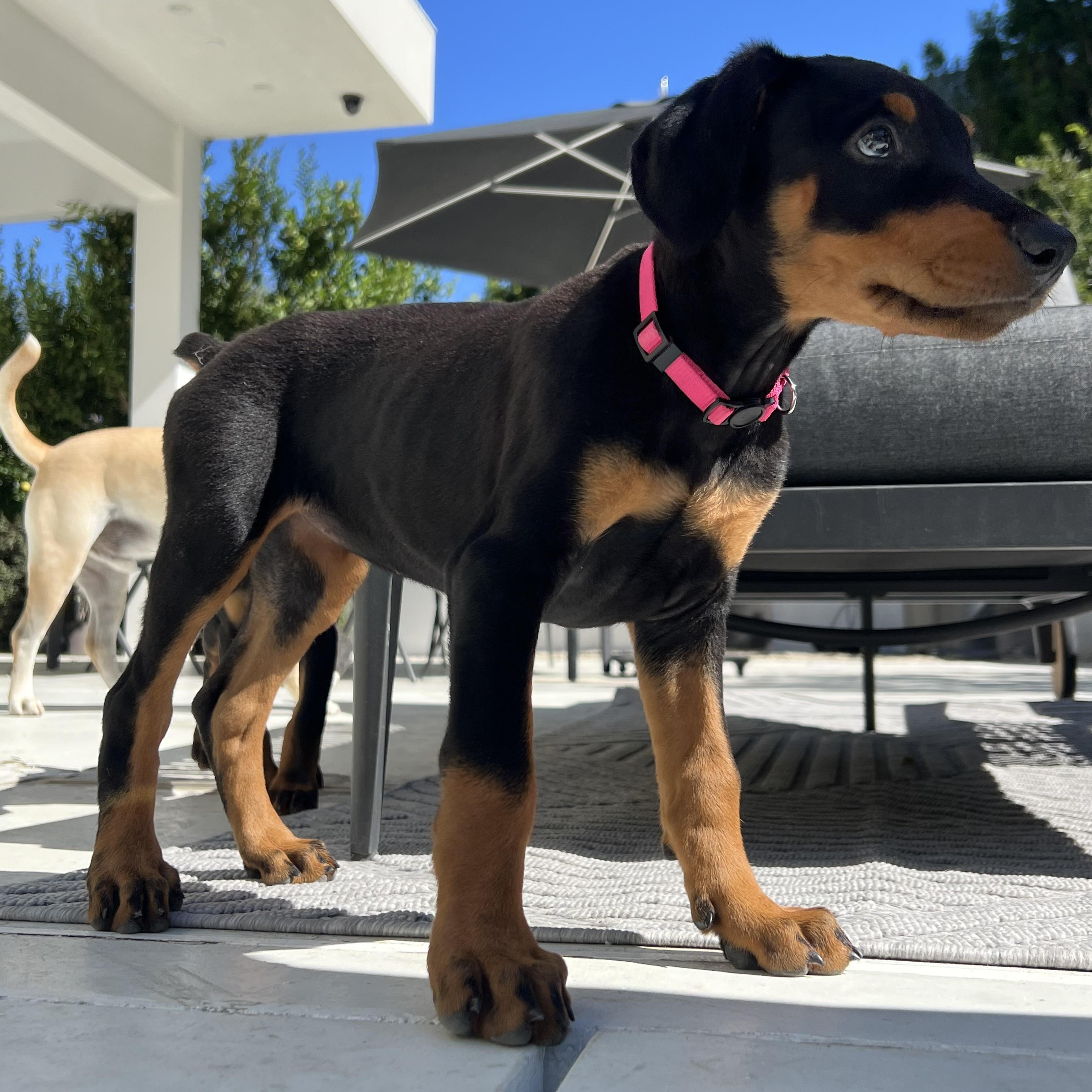 Enlarge Cherry Mary, a Adopted Doberman Pinscher in Los Angeles, CA image 3/4