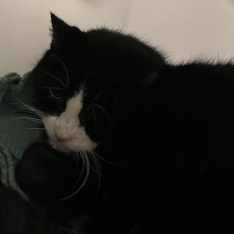 Tux, Adoptable, Senior Male Domestic Short Hair.