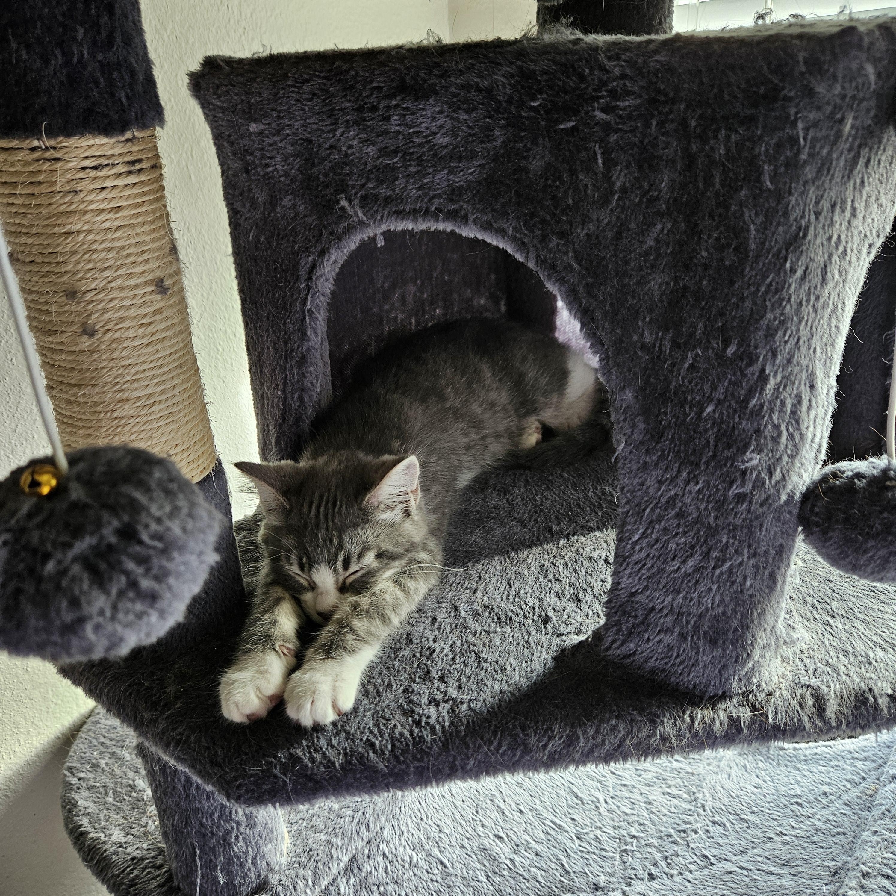 Enlarge Apollo, an adopted Domestic Short Hair in Portland, OR image 2/5