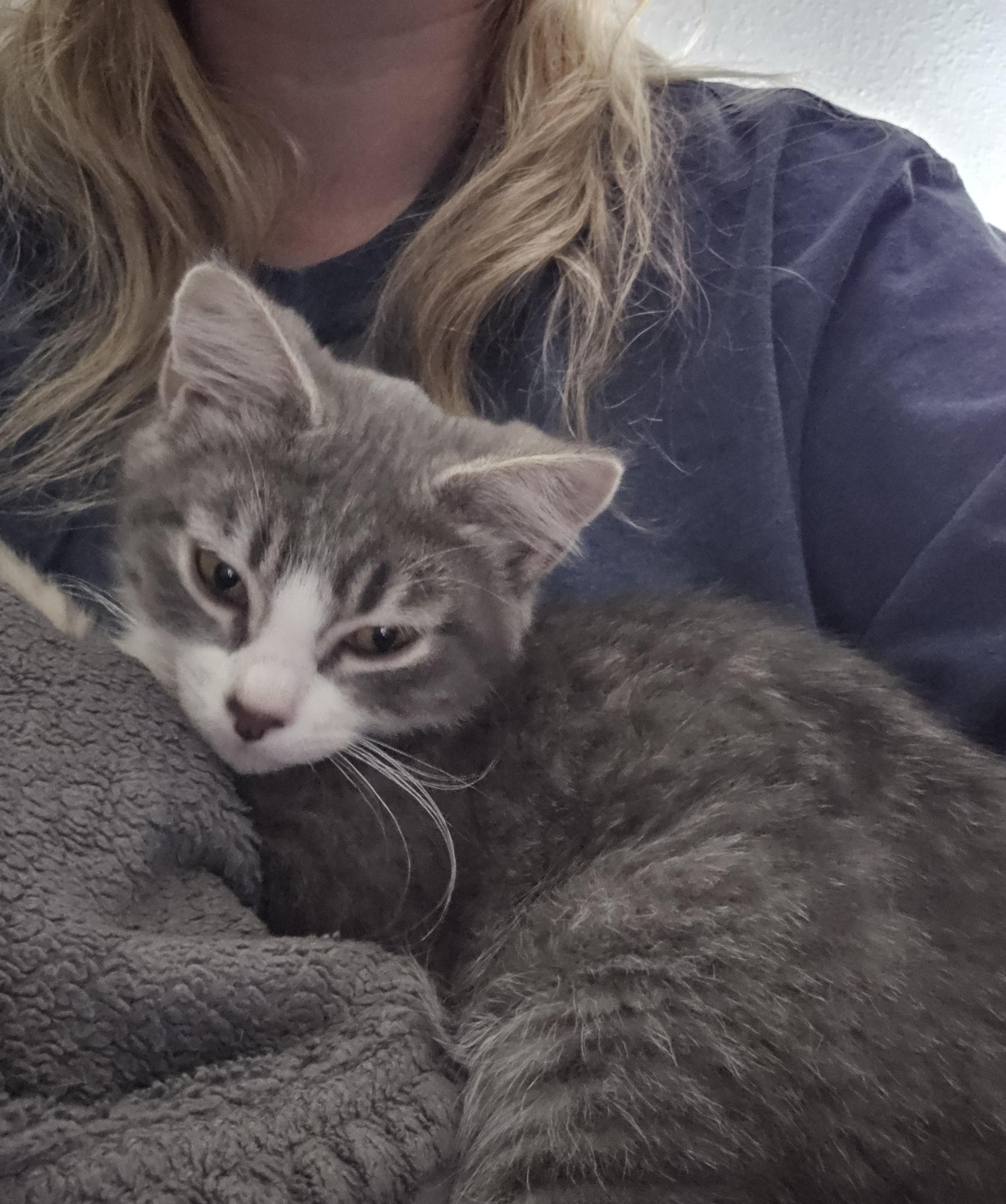 Enlarge Apollo, an adopted Domestic Short Hair in Portland, OR image 4/5