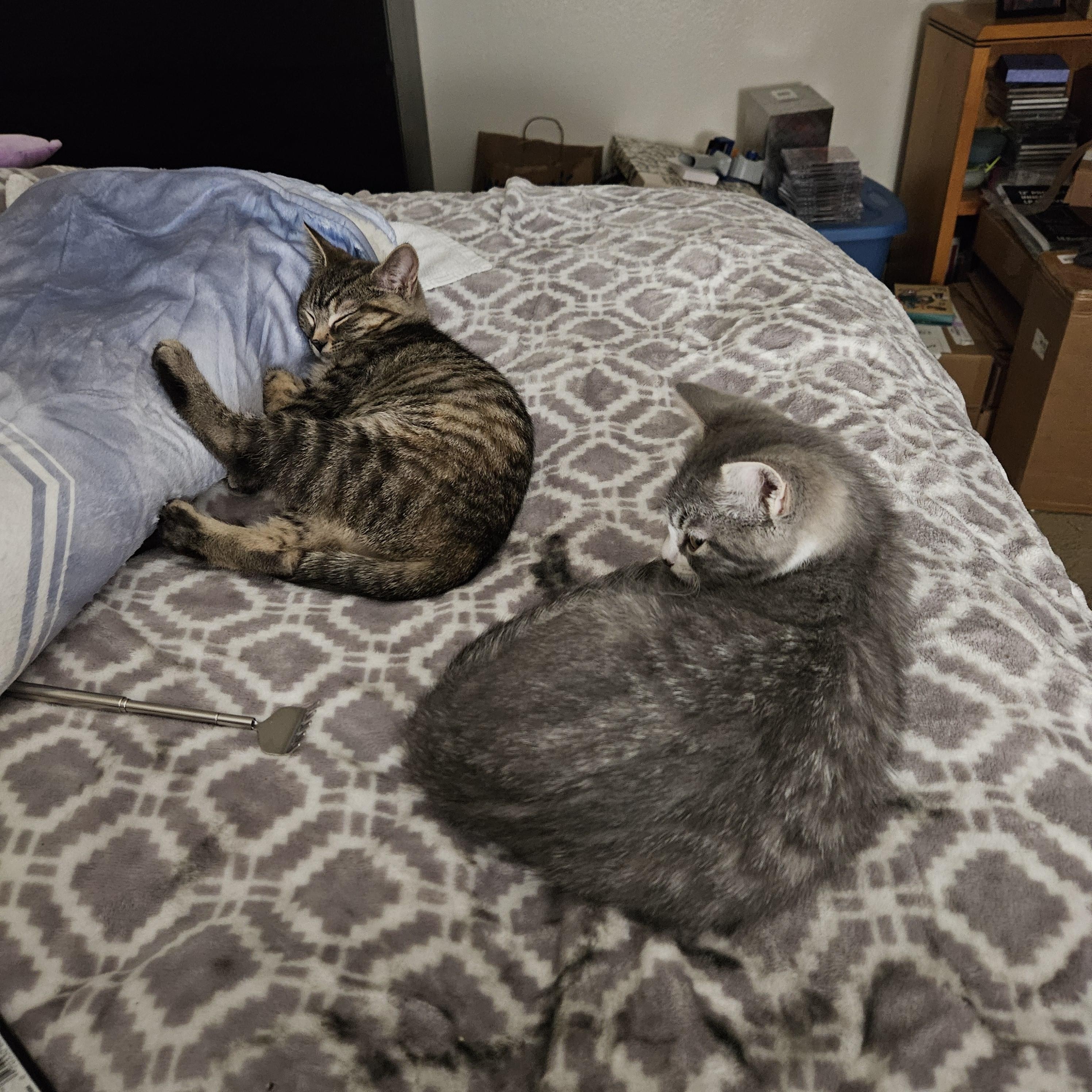 Enlarge Apollo, an adopted Domestic Short Hair in Portland, OR image 3/5