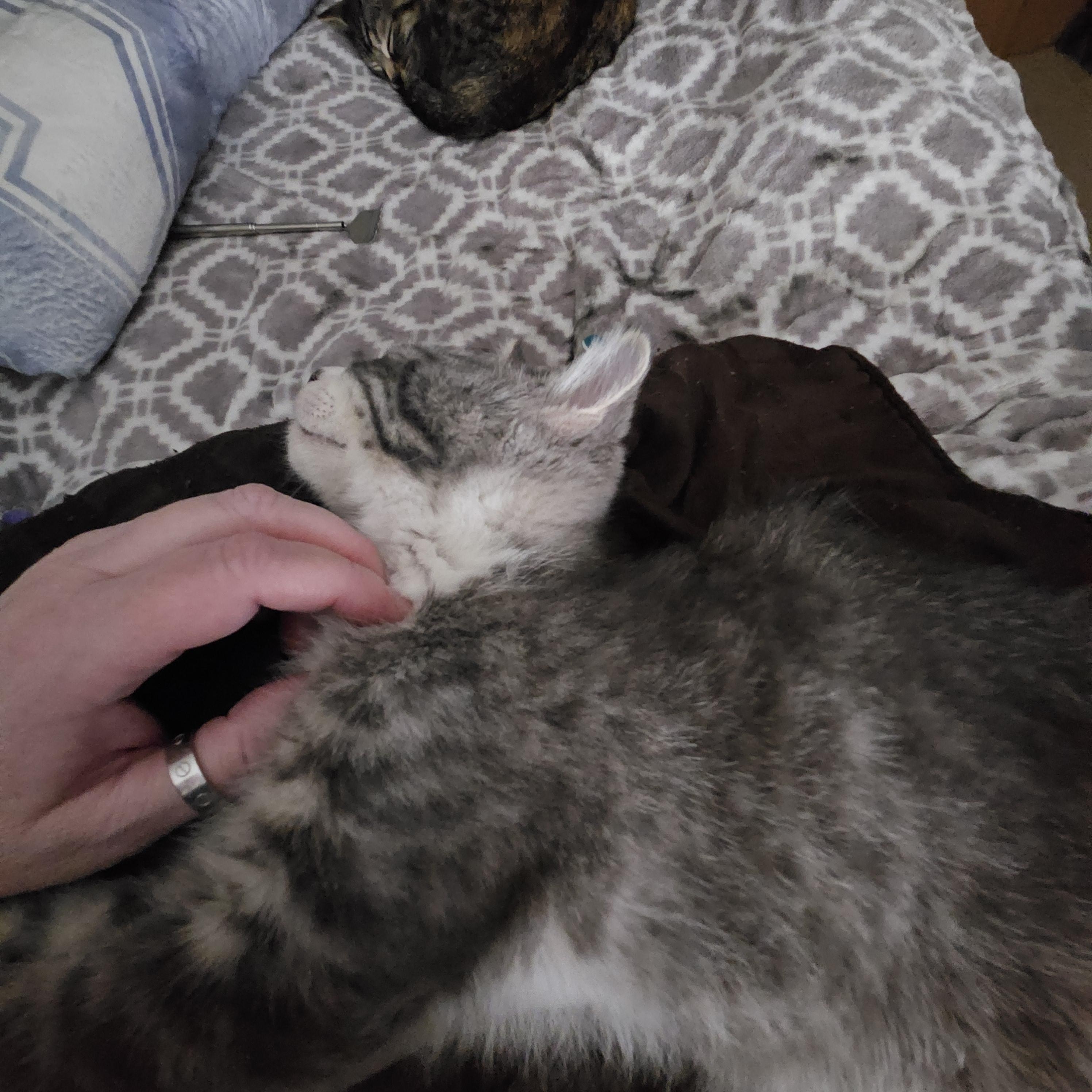 Enlarge Apollo, an adopted Domestic Short Hair in Portland, OR image 5/5