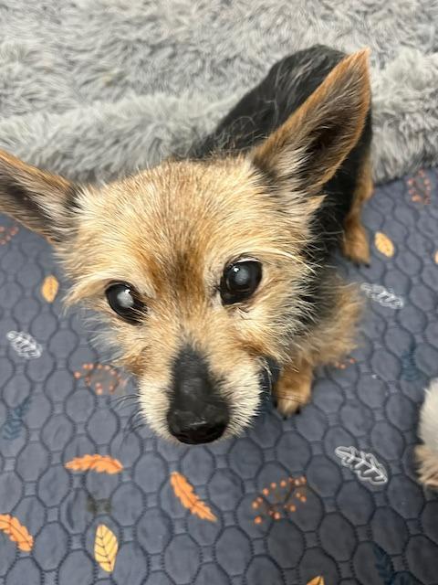 Enlarge Max, a Adoptable Yorkshire Terrier in Manchester, TN image 1/1