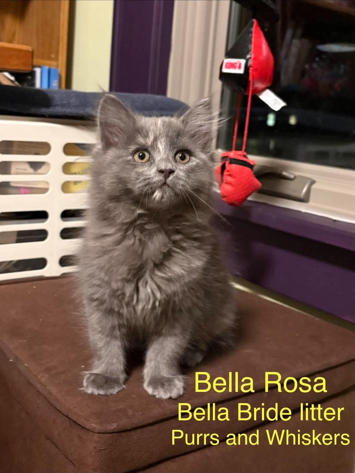 Bella Rosa photo
