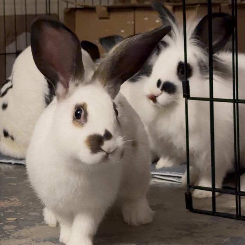 Junebug, Adoptable, Baby Male Bunny Rabbit & Rex.