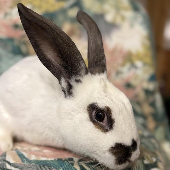 Enlarge Junebug, a Adoptable mixed breed in Madison, WI image 3/4